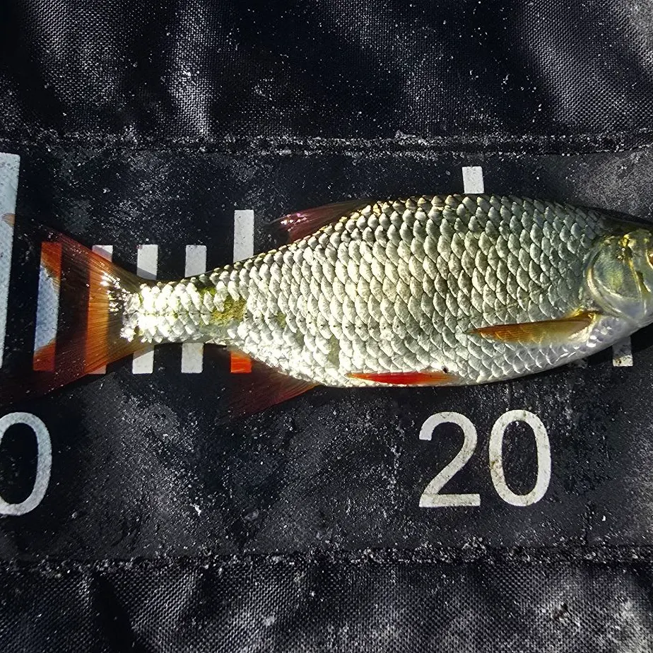 Common rudd caught on Fishbrain