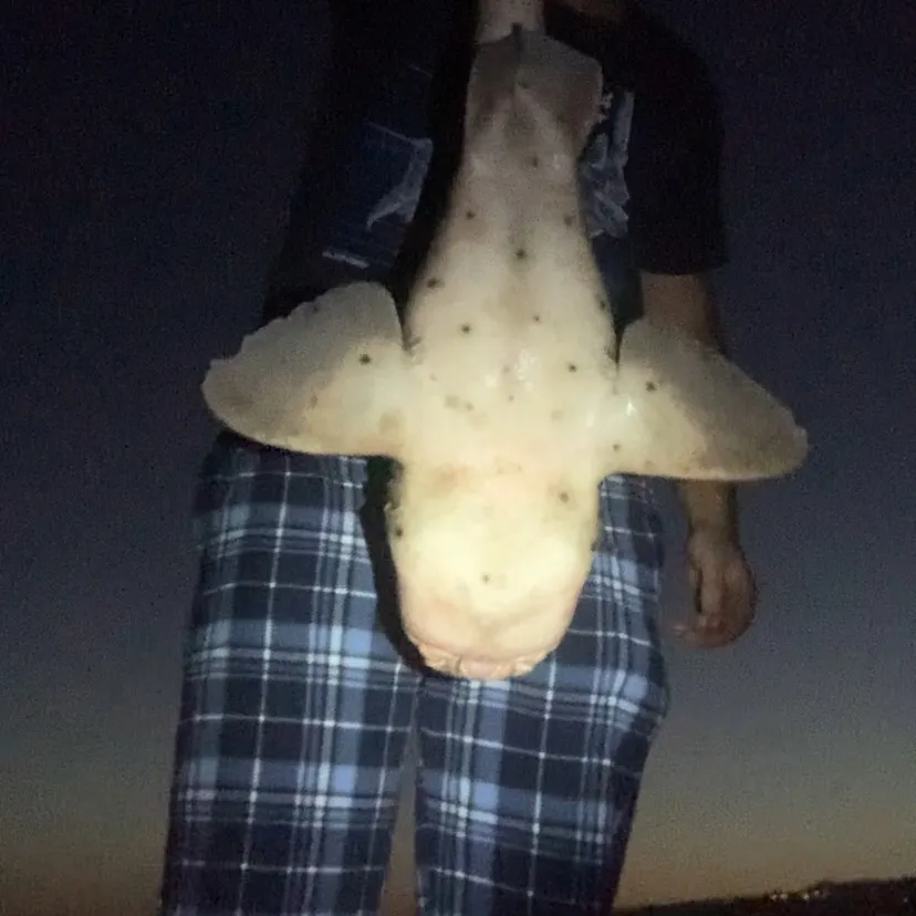 The most recent Horn shark catches on Fishbrain