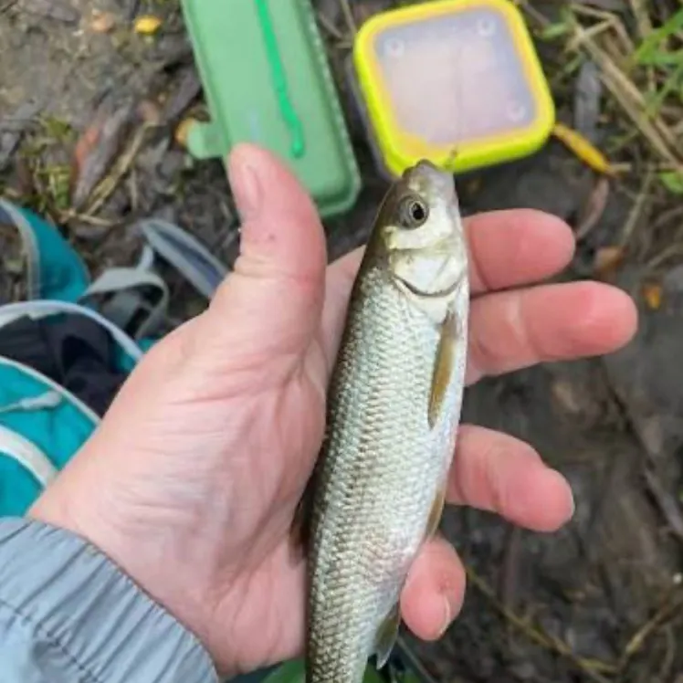 The most recent Common dace catches on Fishbrain