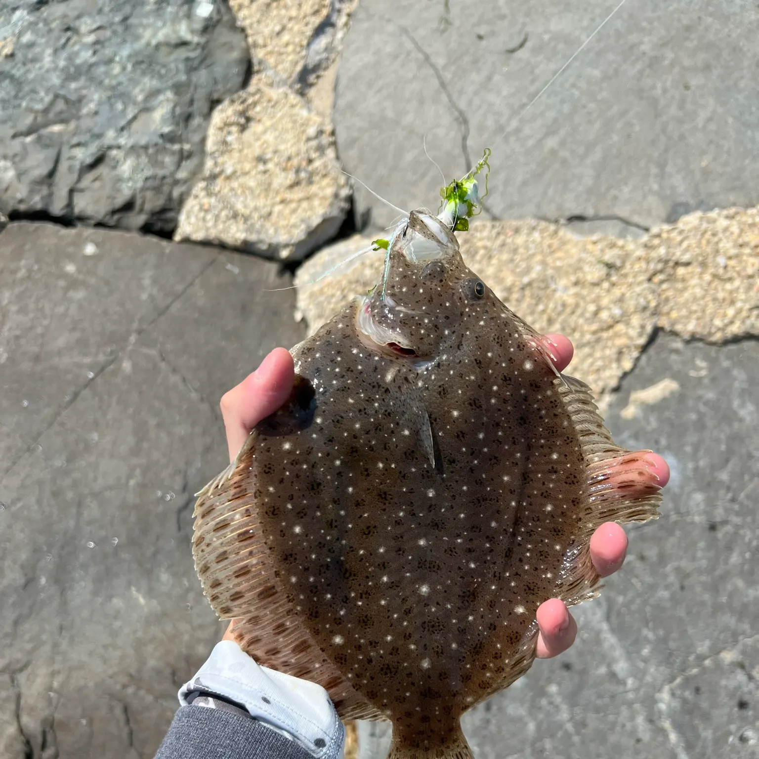 The most recent Windowpane flounder catches on Fishbrain
