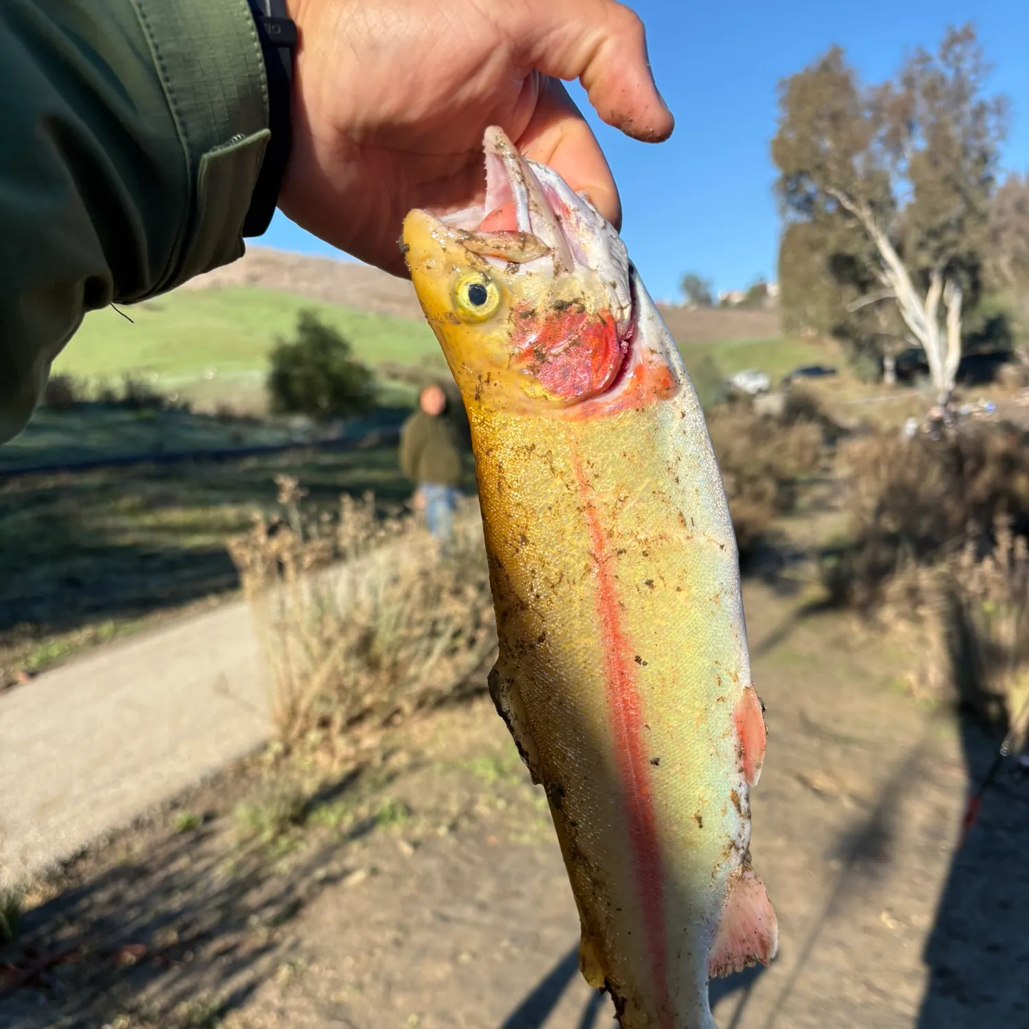 The most recent Golden rainbow trout catches on Fishbrain