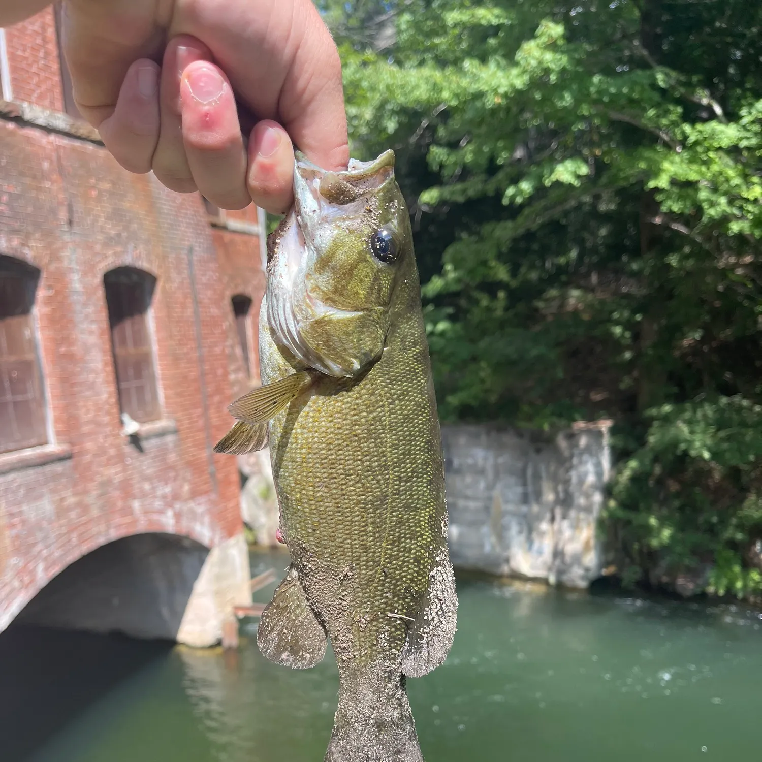 Smallmouth bass caught on Fishbrain