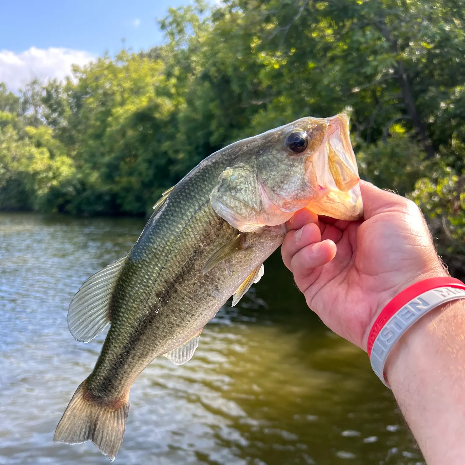 Largemouth bass caught on Fishbrain