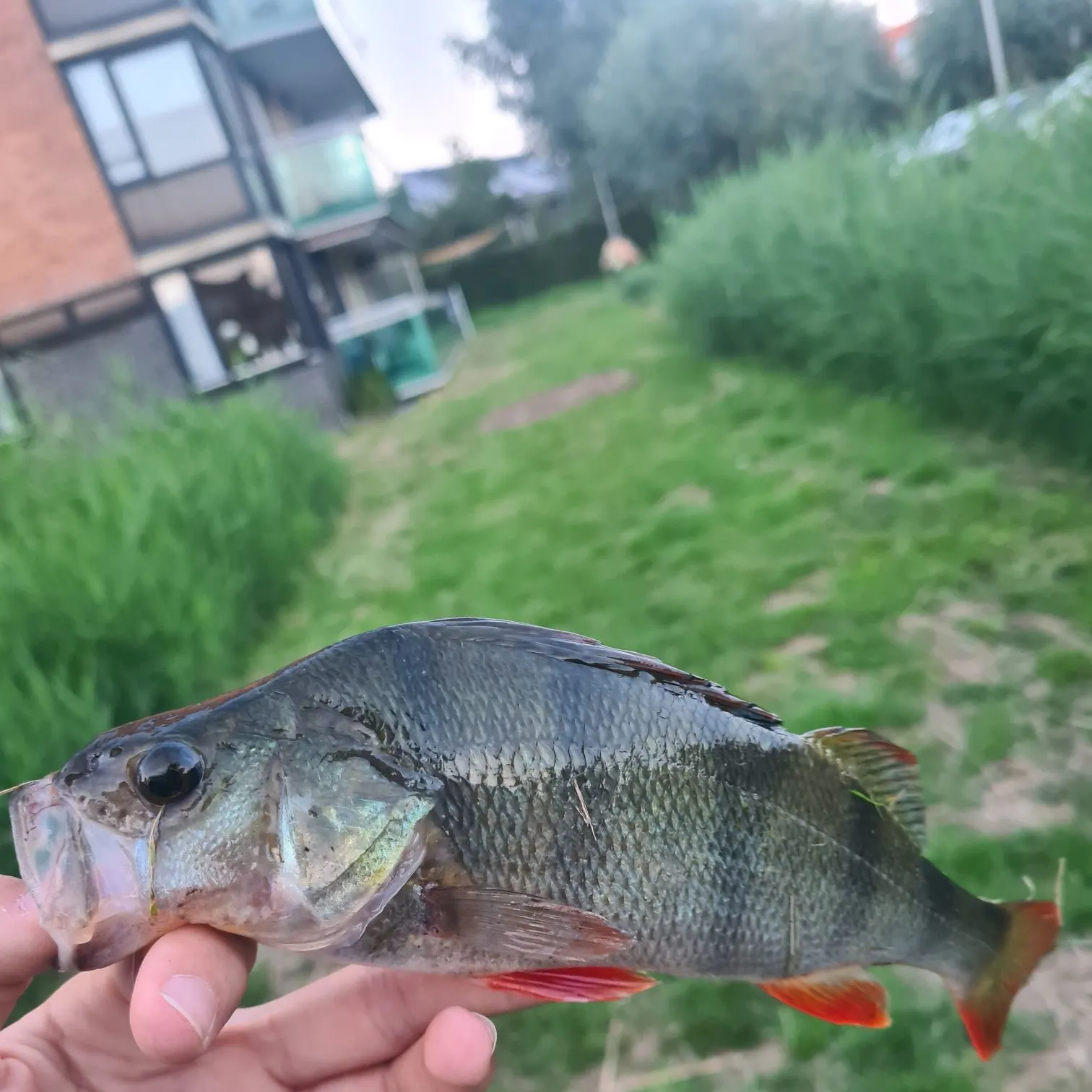 European perch caught on Fishbrain