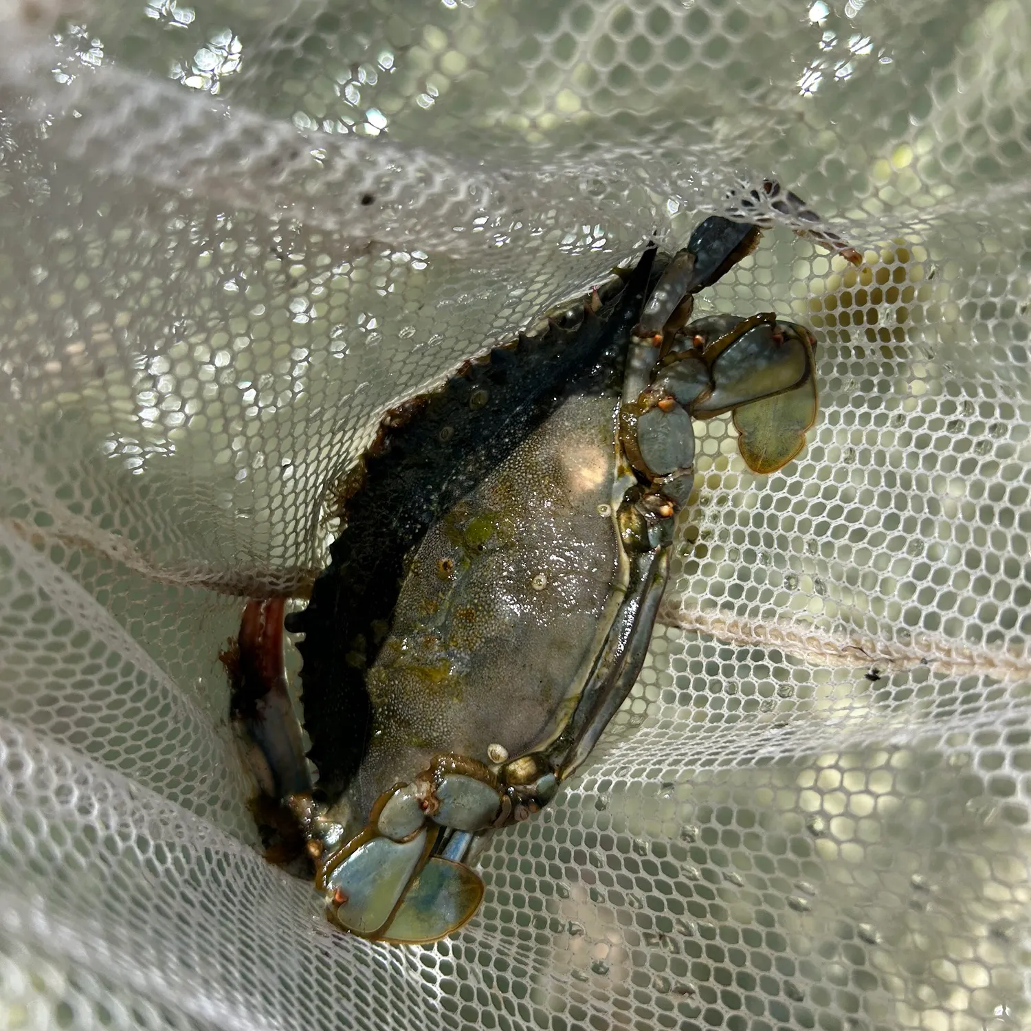 Fish caught on Fishbrain