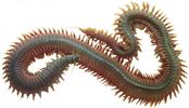 Natural baits Worm