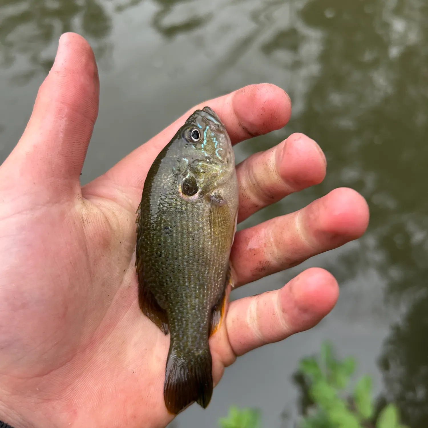 Green sunfish caught on Fishbrain