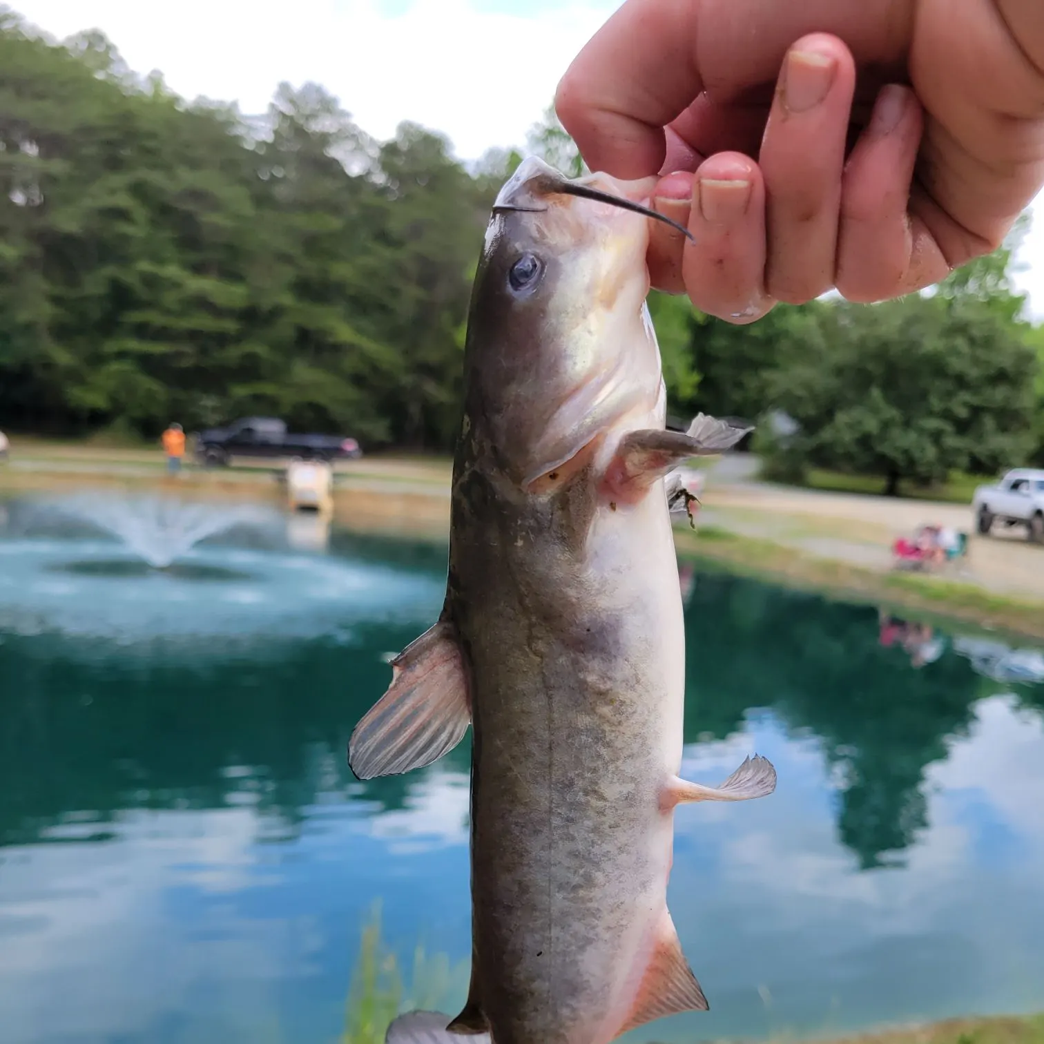 The most recent White bullhead catches on Fishbrain