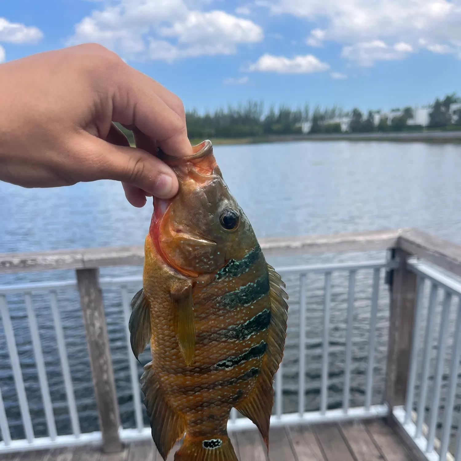 Mayan cichlid caught on Fishbrain