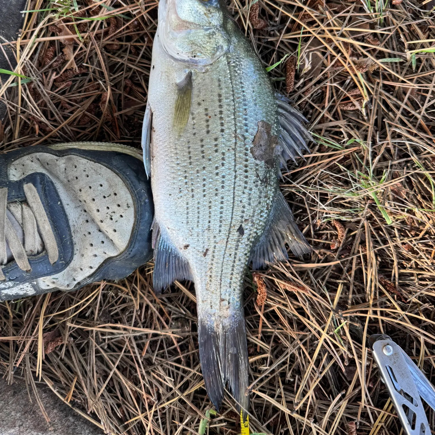 White bass caught on Fishbrain