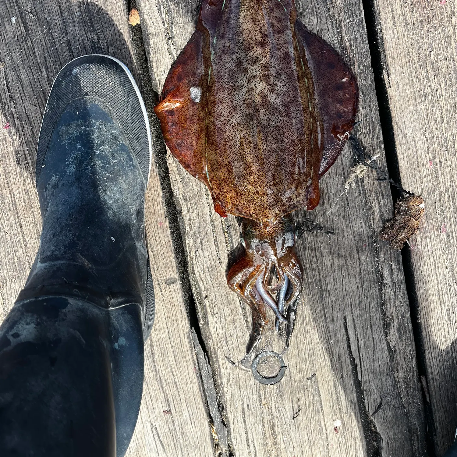 Fish caught on Fishbrain