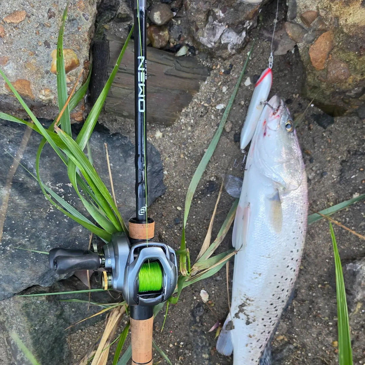 Spotted seatrout caught on Fishbrain