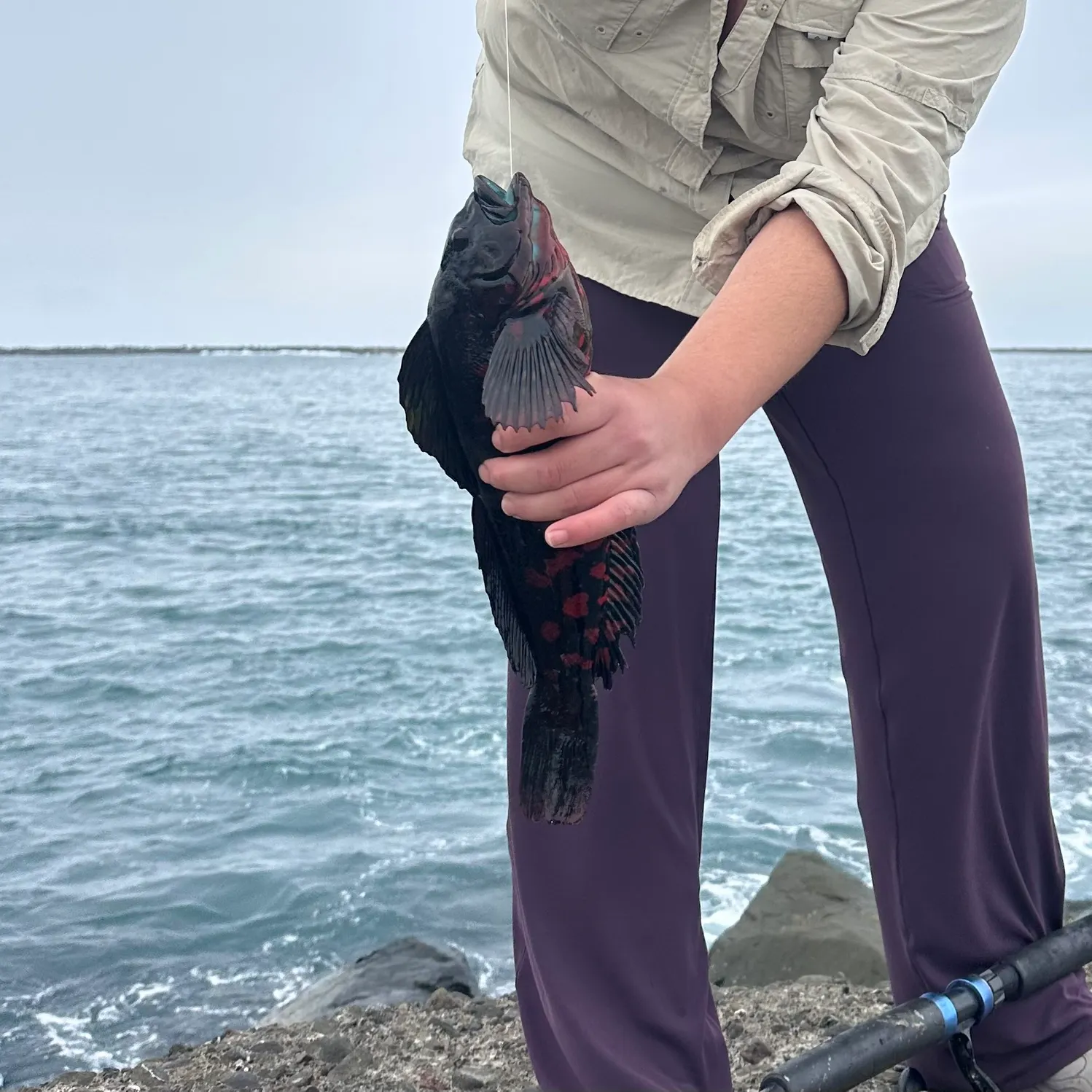 The most recent Rock greenling catches on Fishbrain