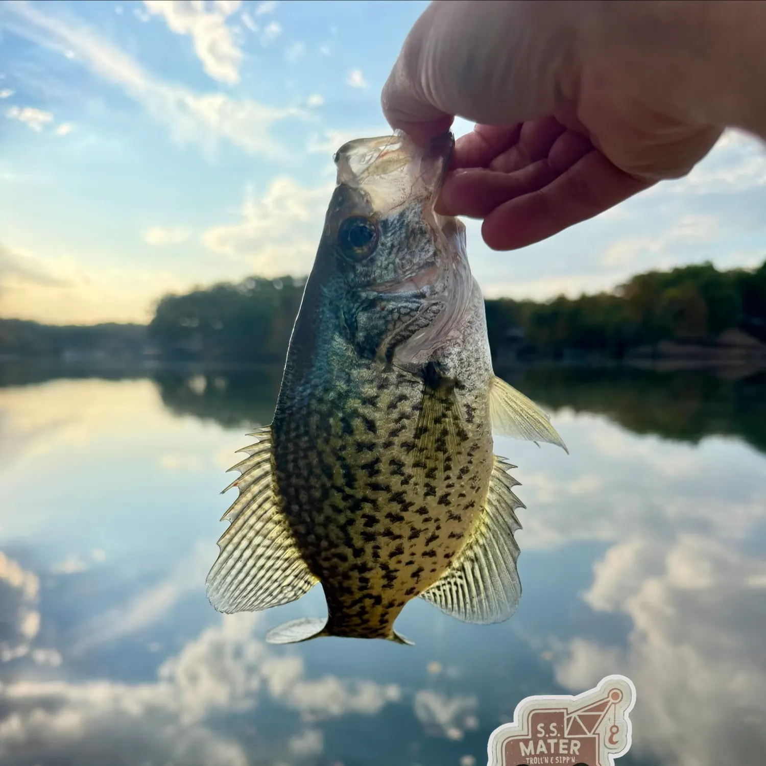 Black crappie caught on Fishbrain