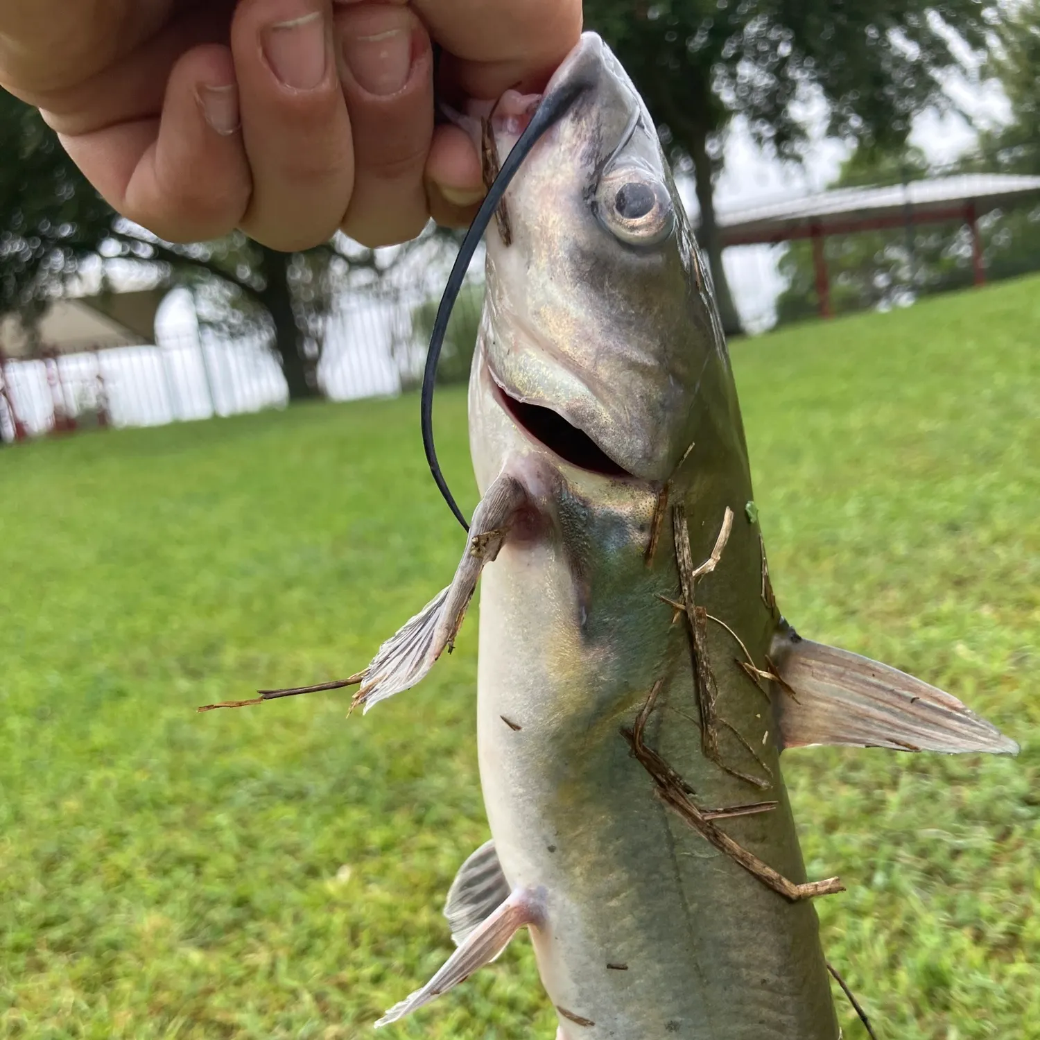 Channel catfish caught on Fishbrain