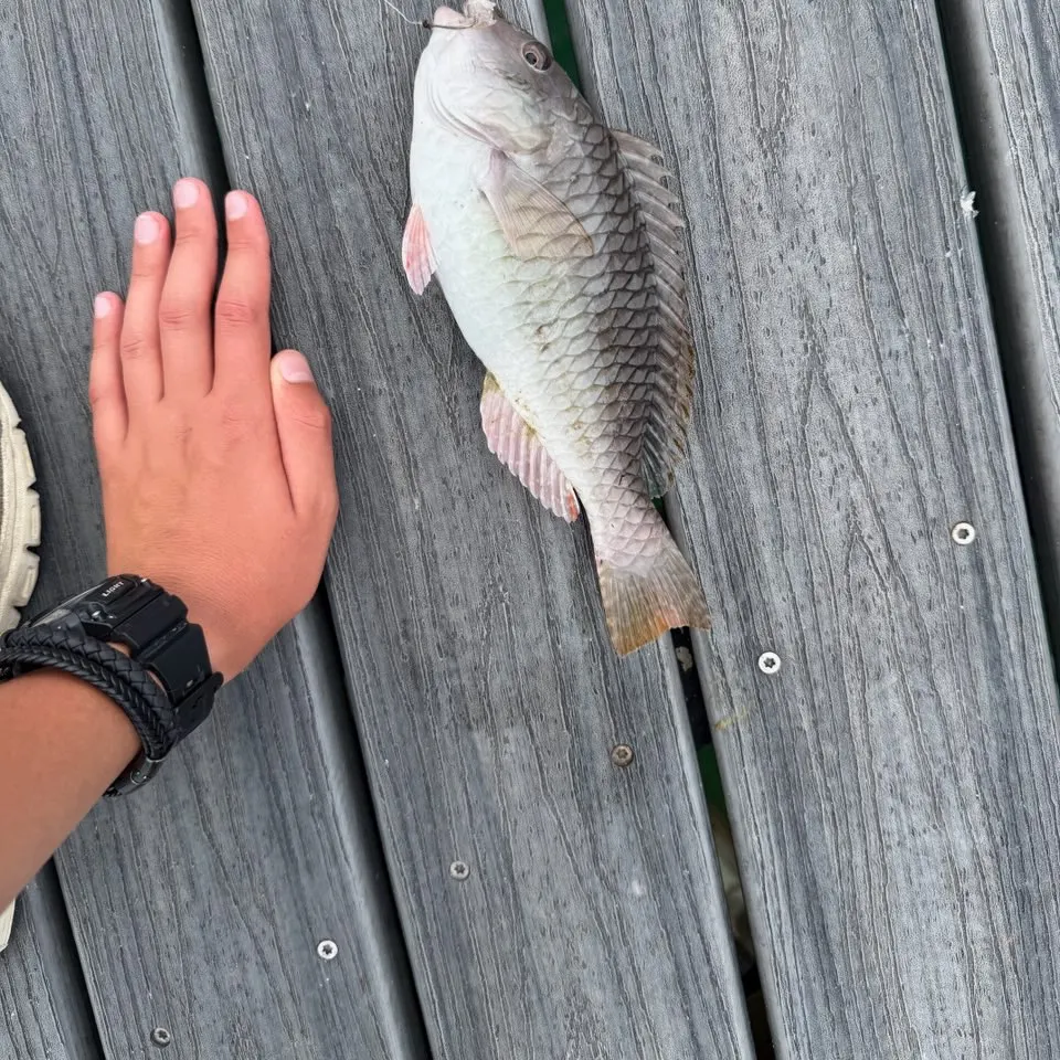 The most recent Redtail parrotfish catches on Fishbrain