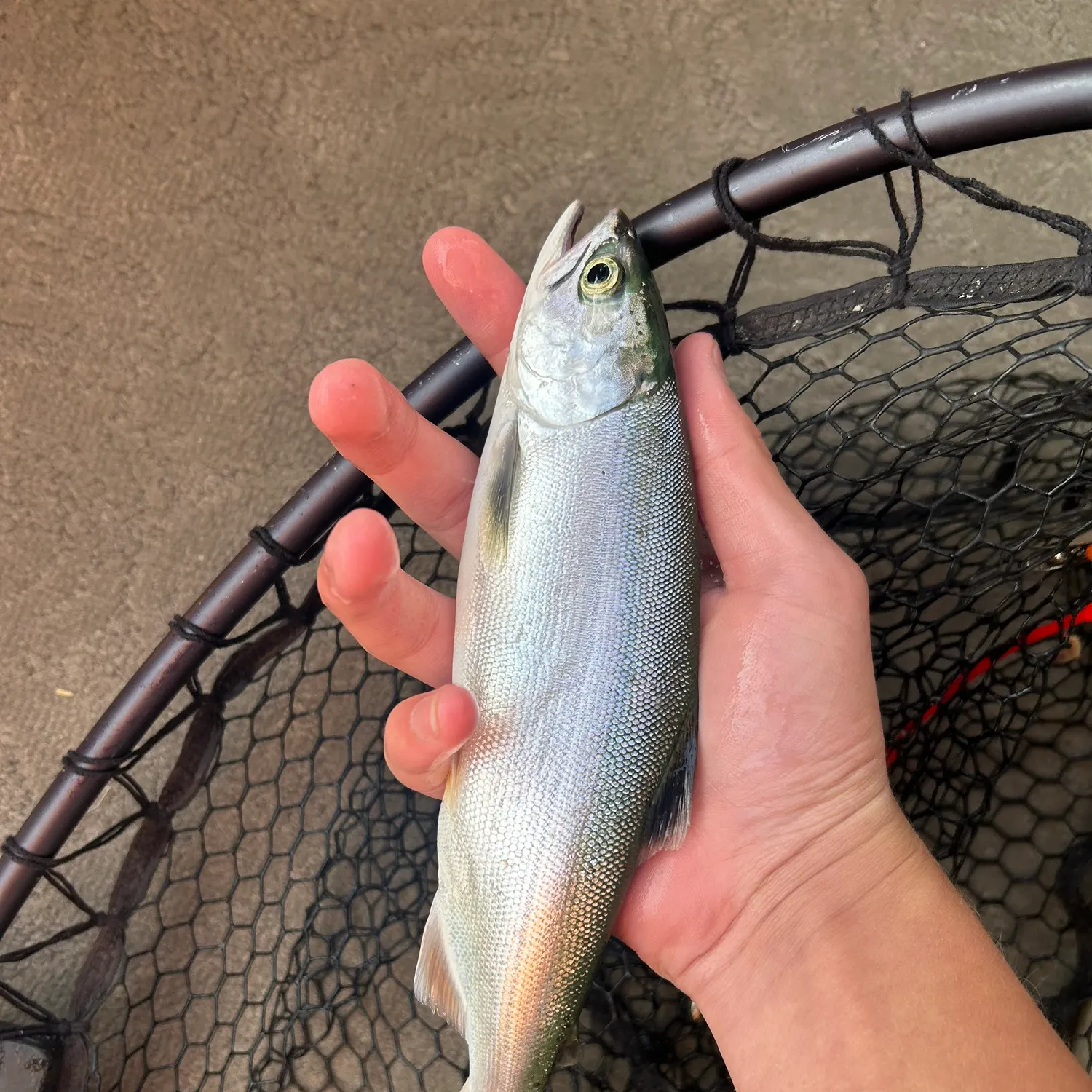 Kokanee salmon caught on Fishbrain