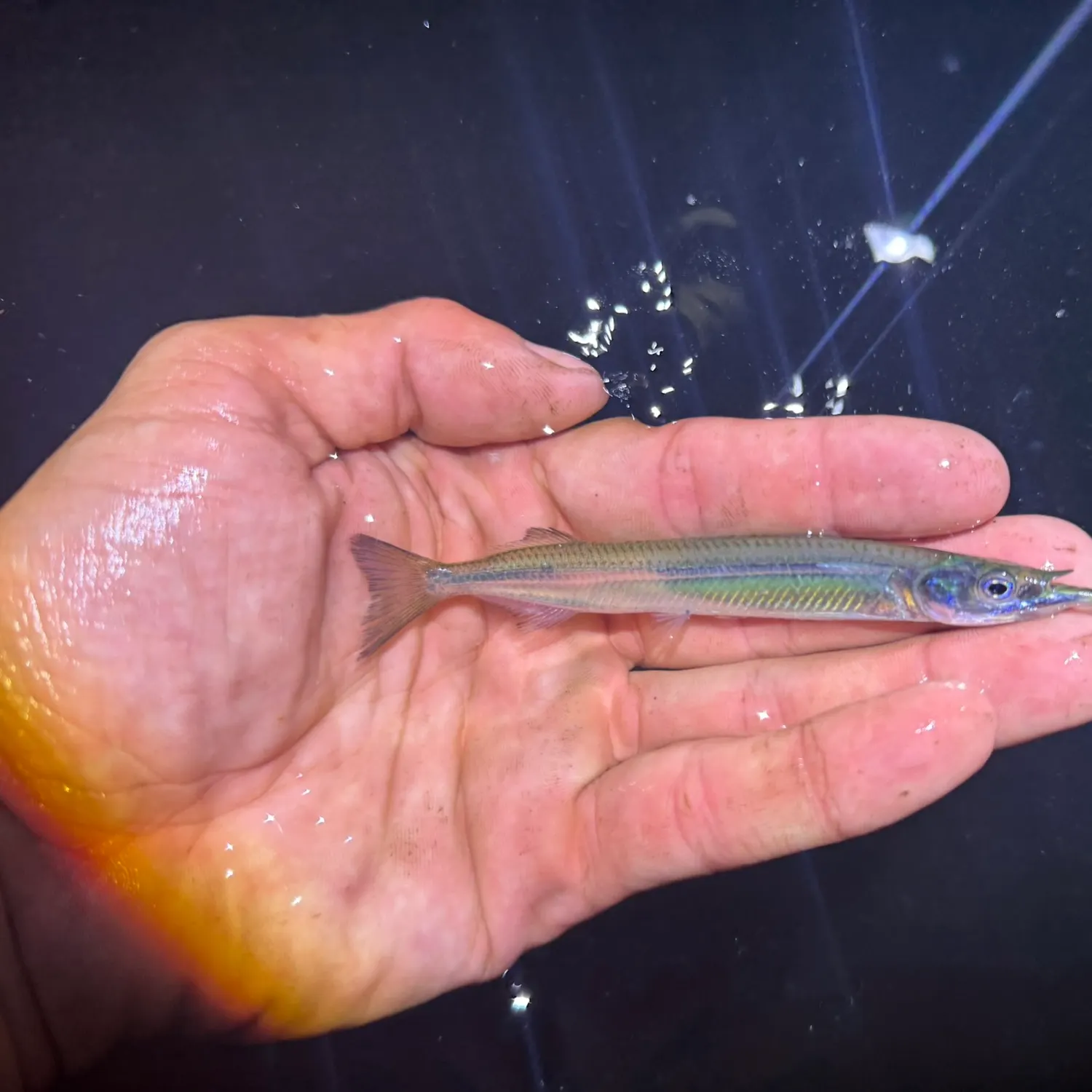 American halfbeak caught on Fishbrain