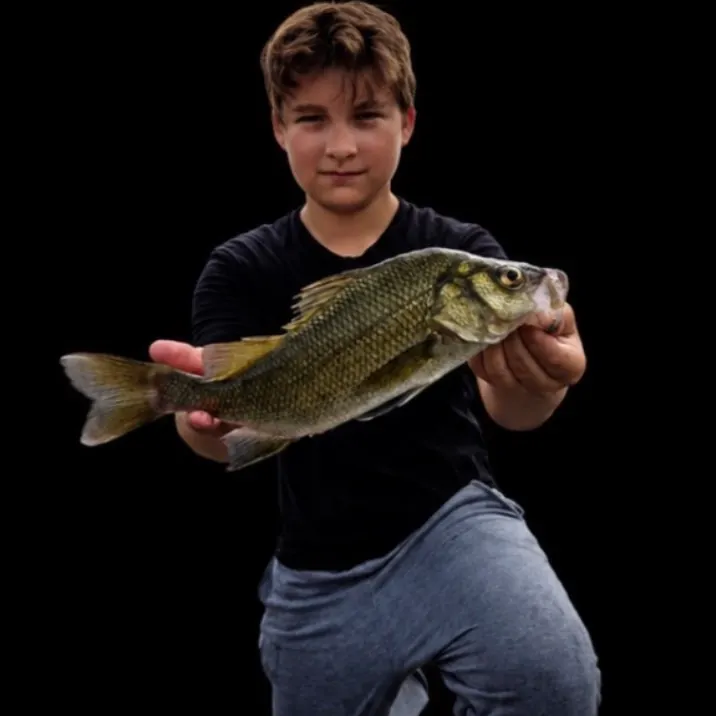 White perch caught on Fishbrain
