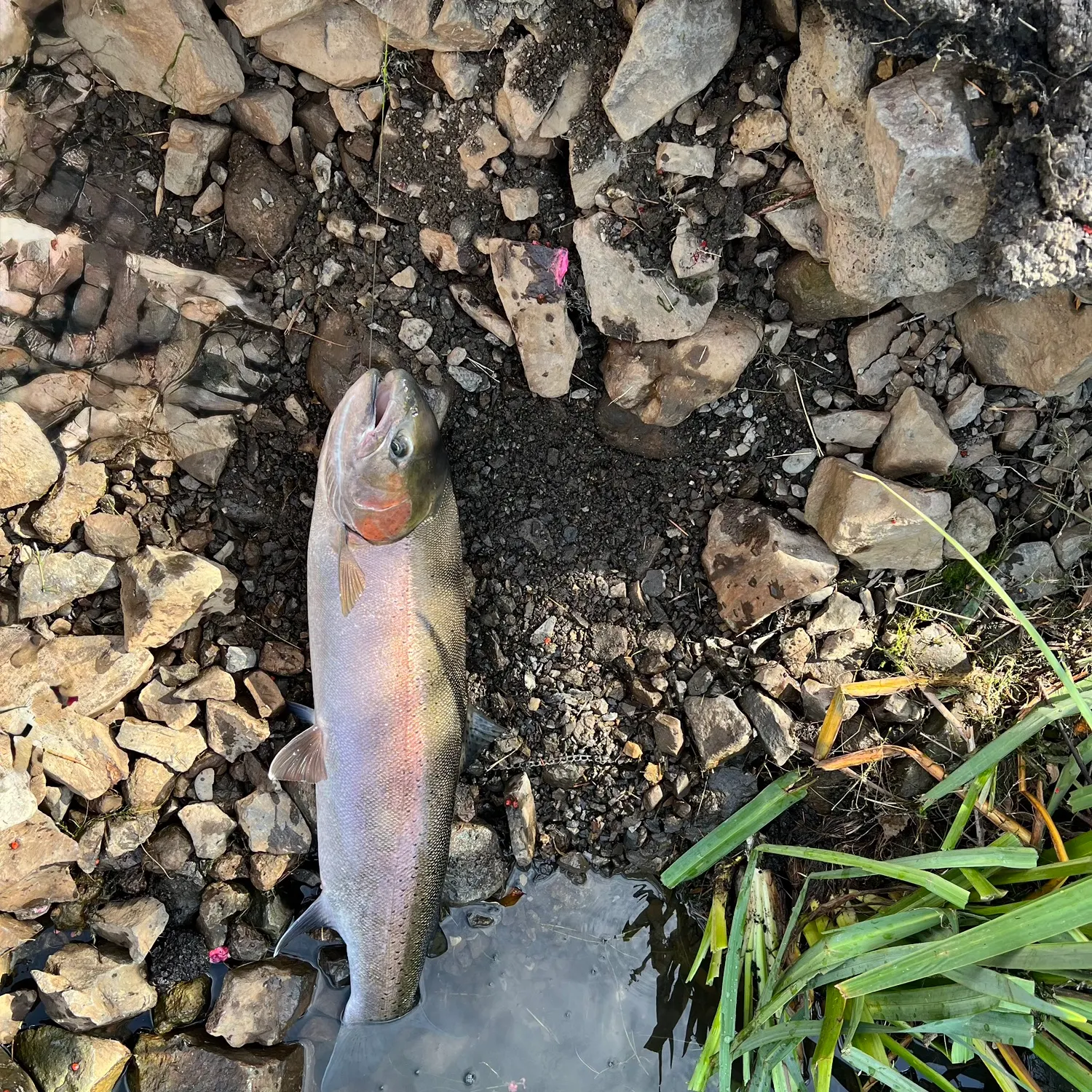 Steelhead caught on Fishbrain