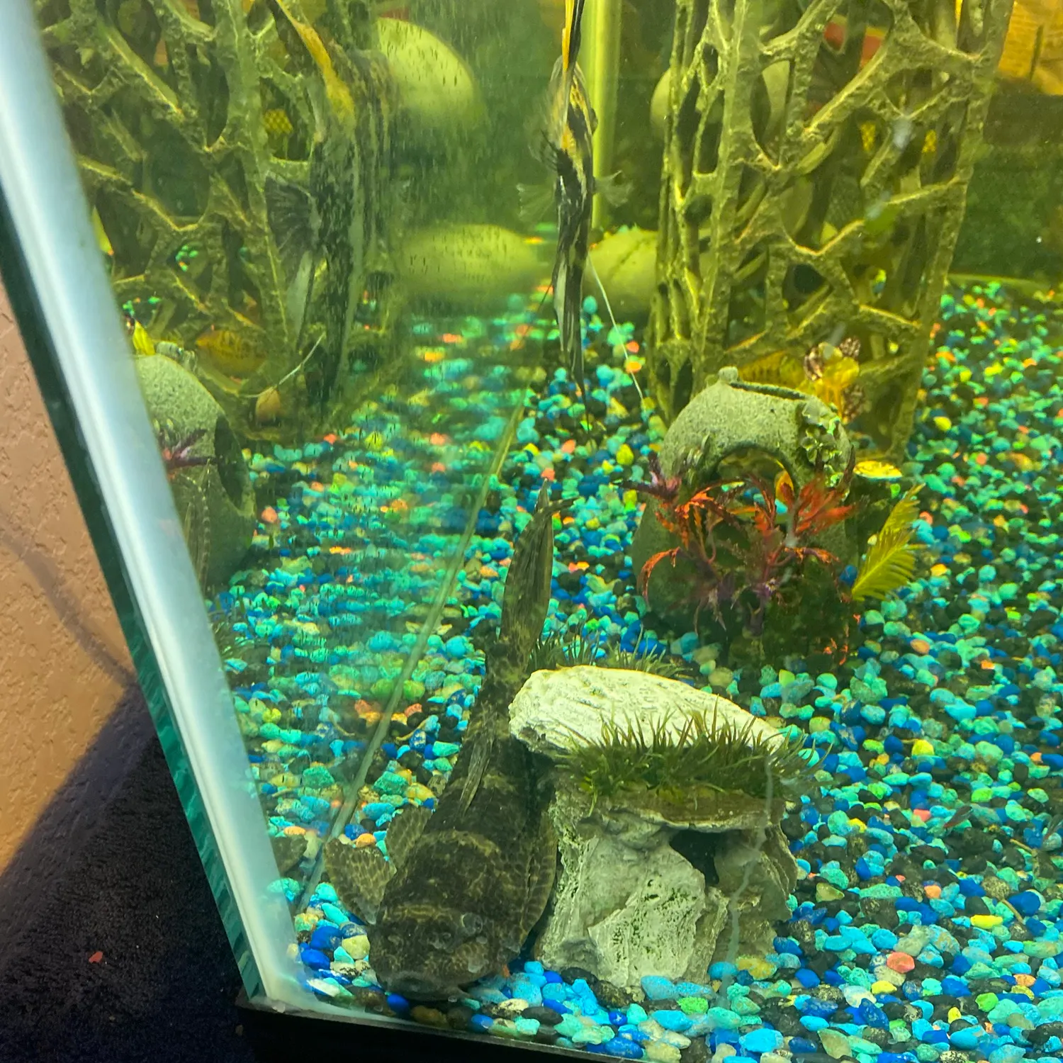 The most recent Suckermouth catfish catches on Fishbrain