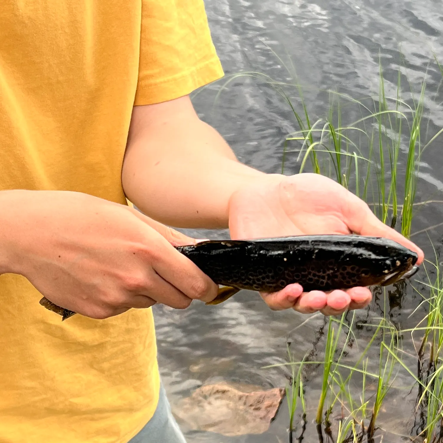 Brown trout caught on Fishbrain