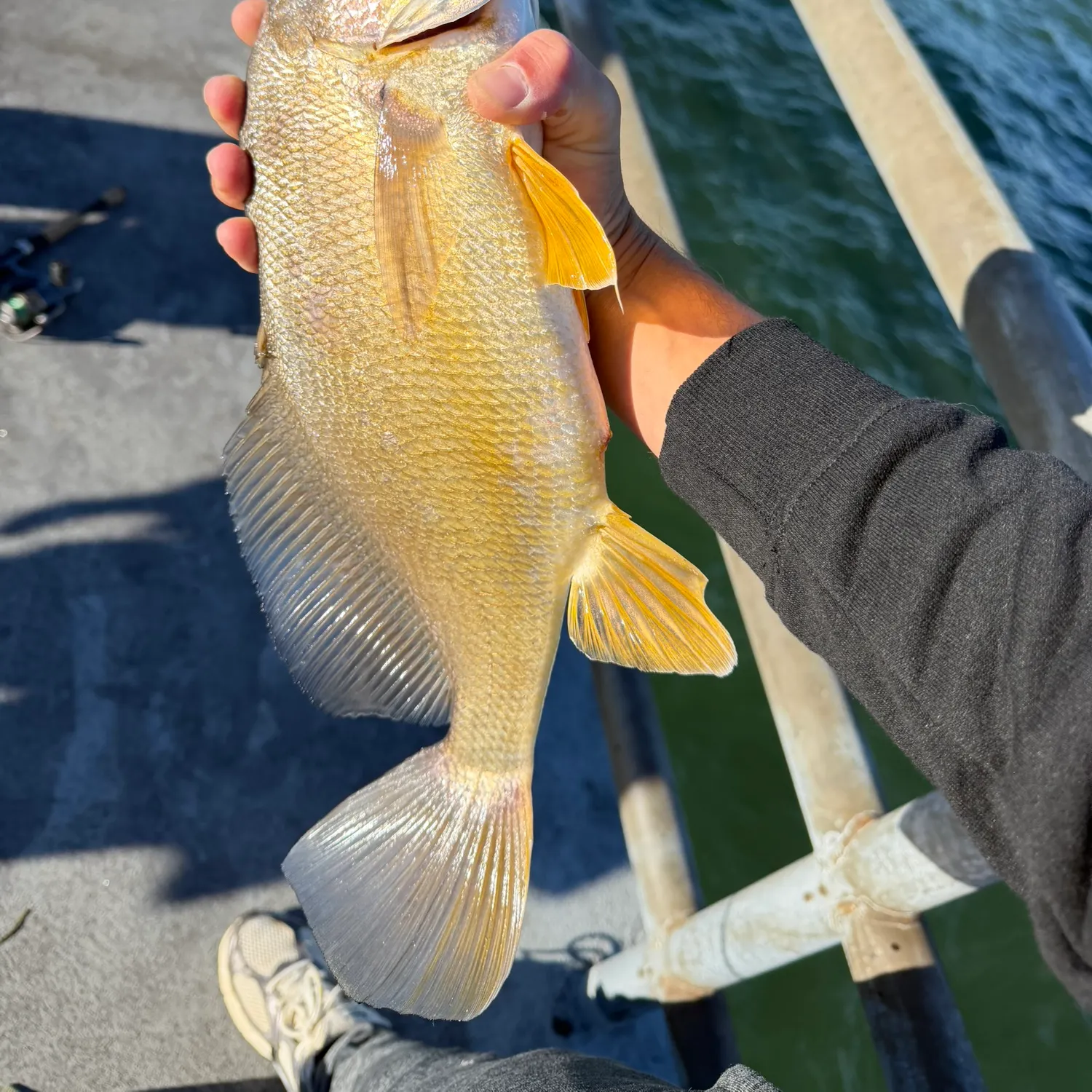 Freshwater drum caught on Fishbrain
