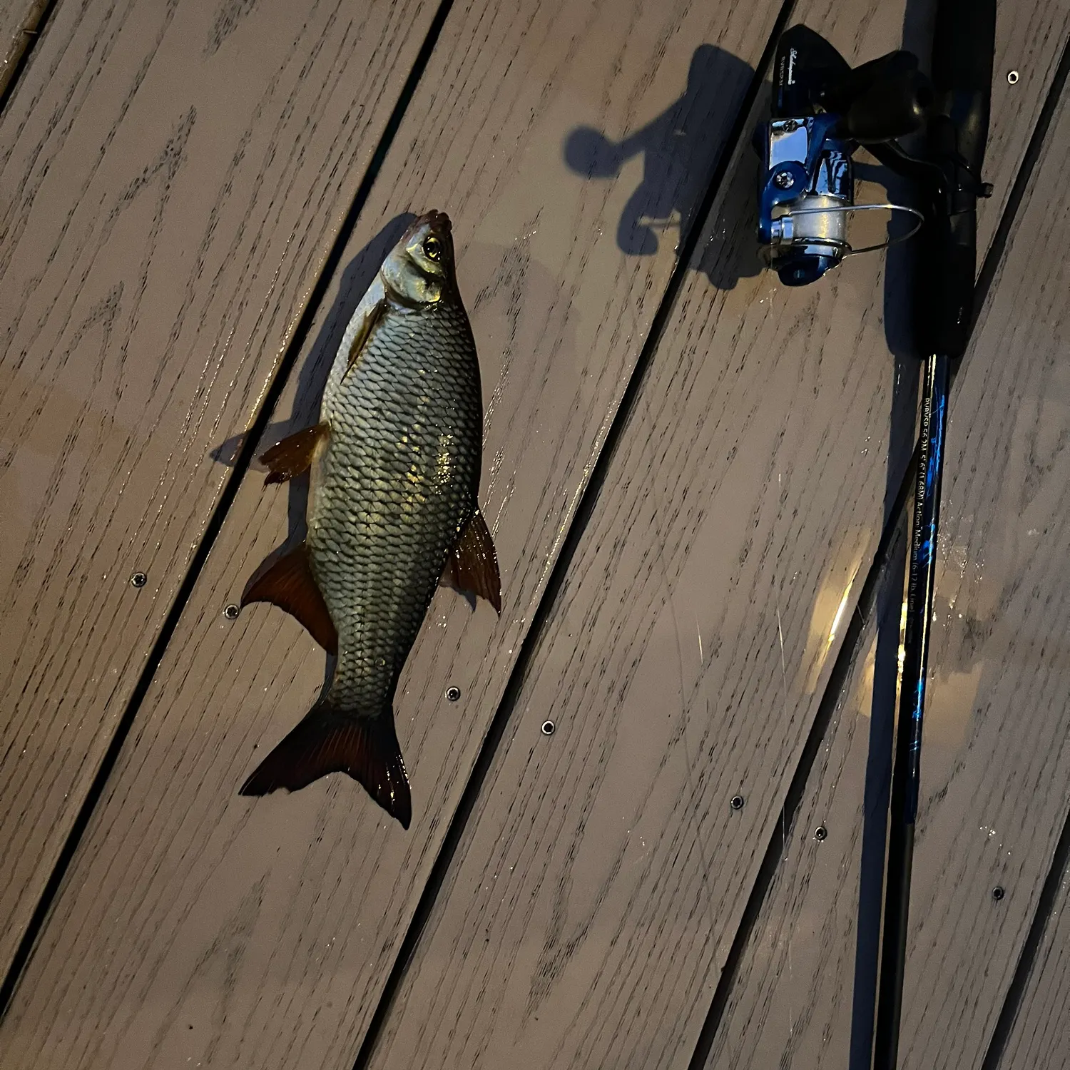 Golden shiner caught on Fishbrain