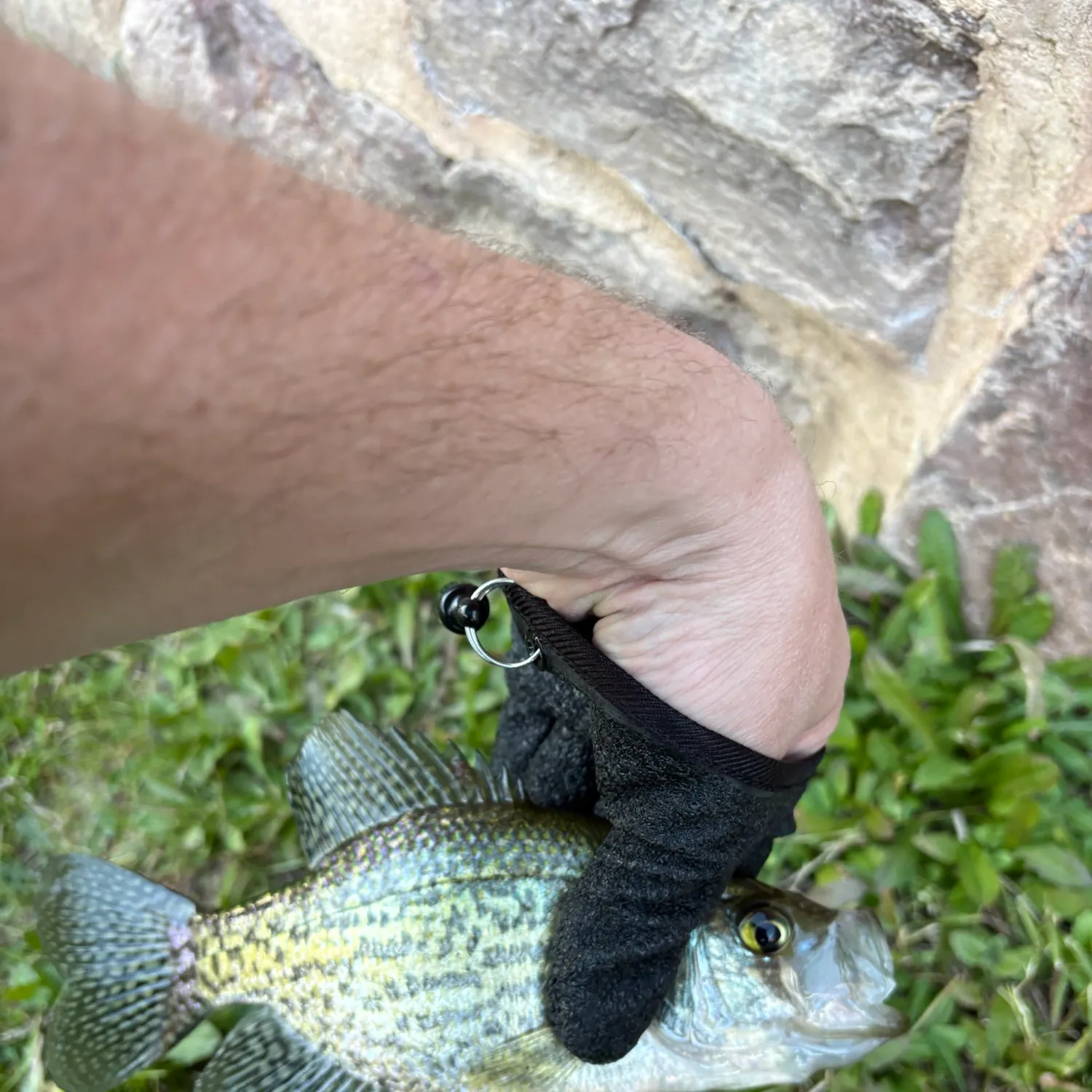 Black crappie caught on Fishbrain