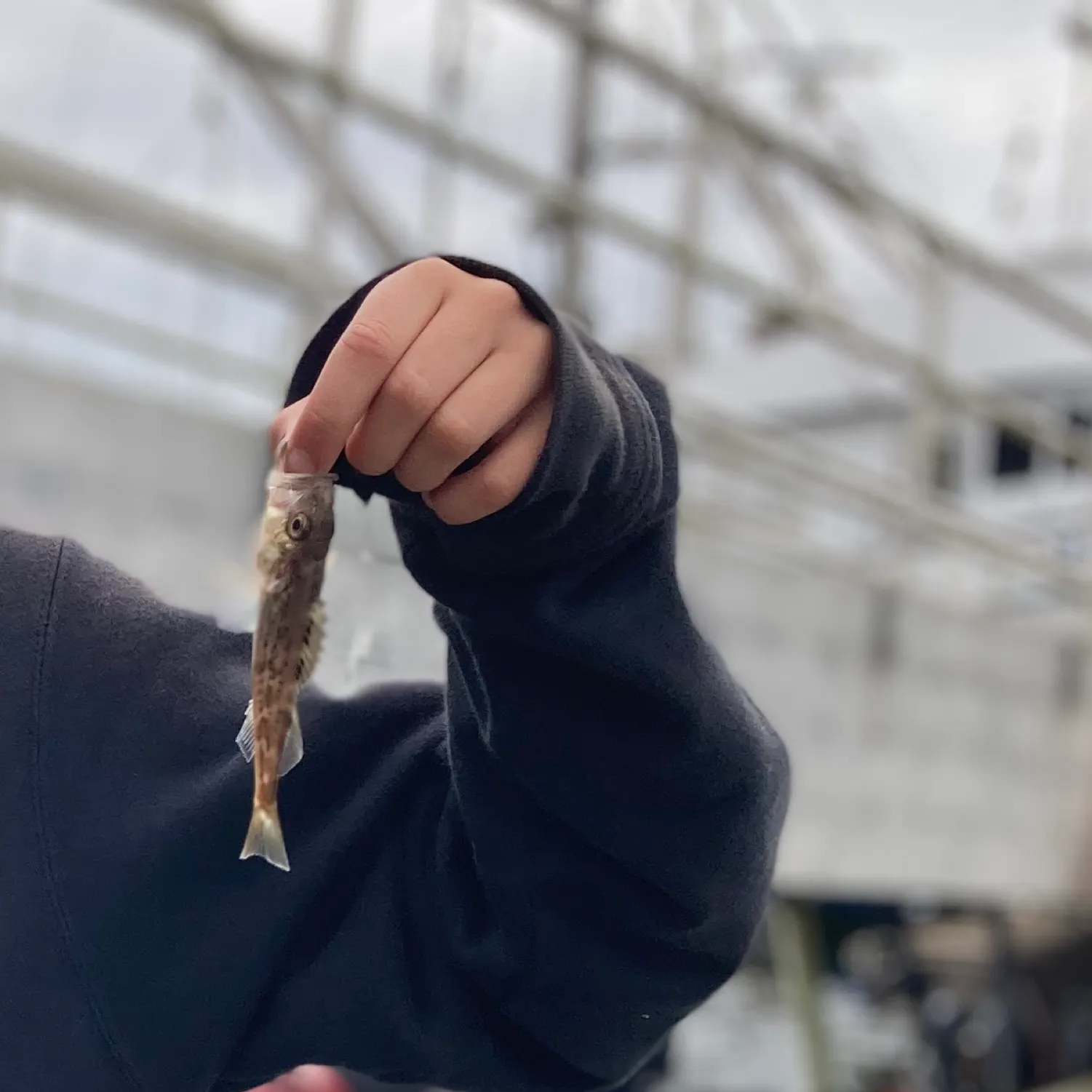The most recent Olive rockfish catches on Fishbrain