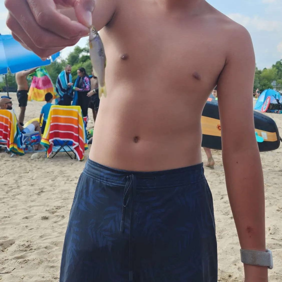 The most recent Bluntnose minnow catches on Fishbrain