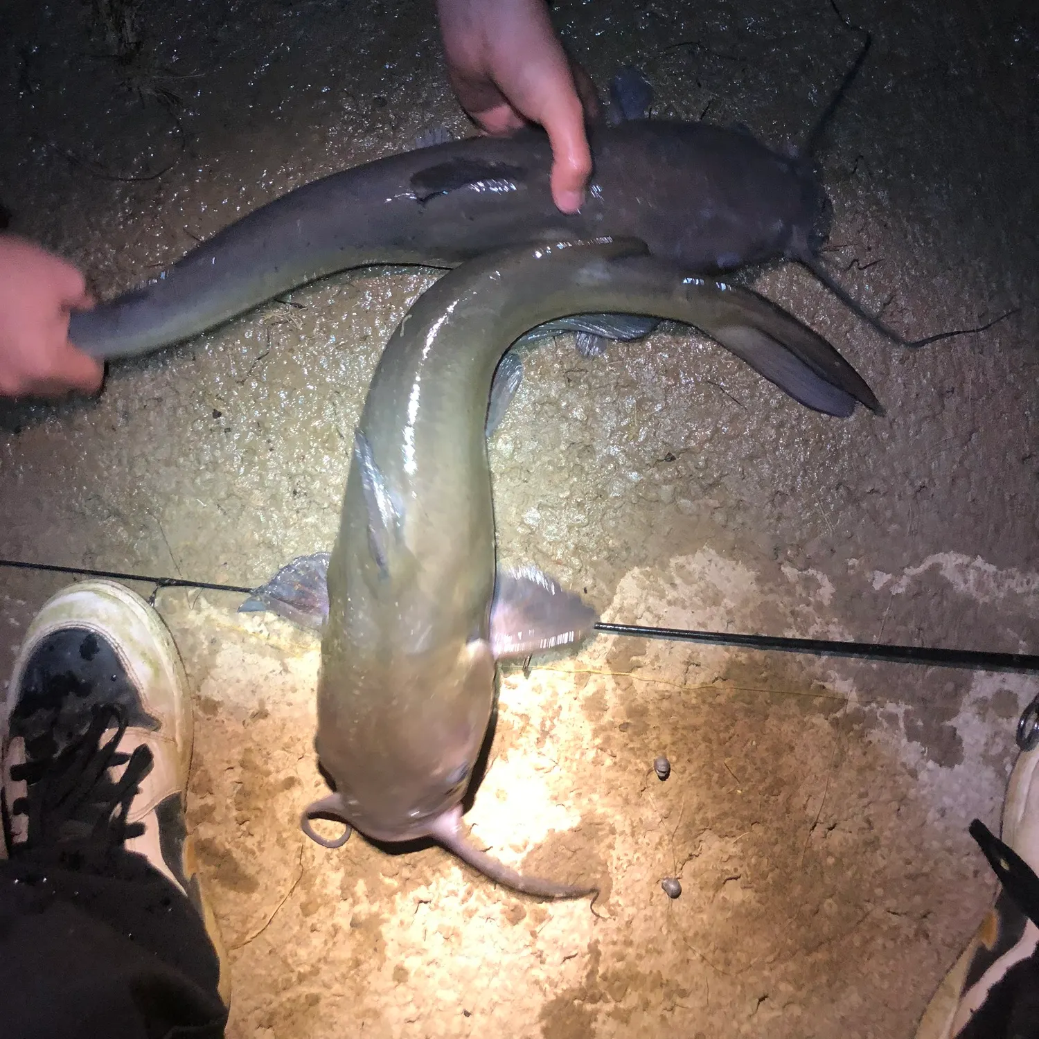 Channel catfish caught on Fishbrain