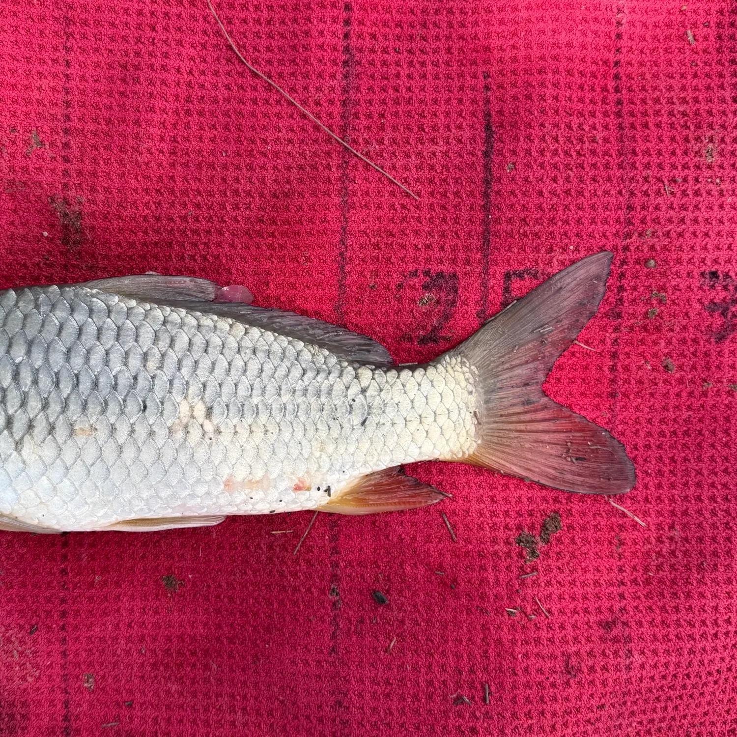 Common carp caught on Fishbrain