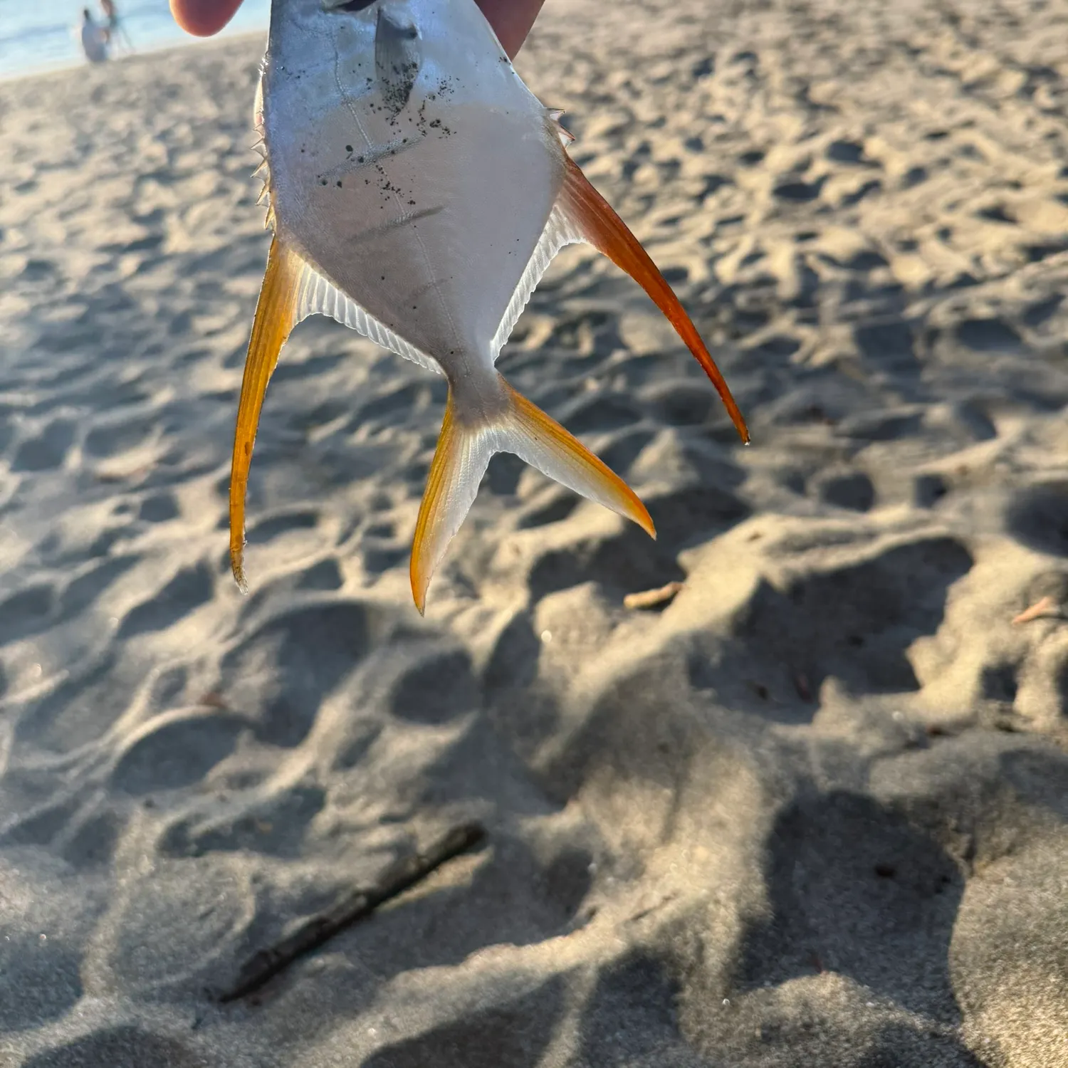 The most recent Gafftopsail pompano catches on Fishbrain