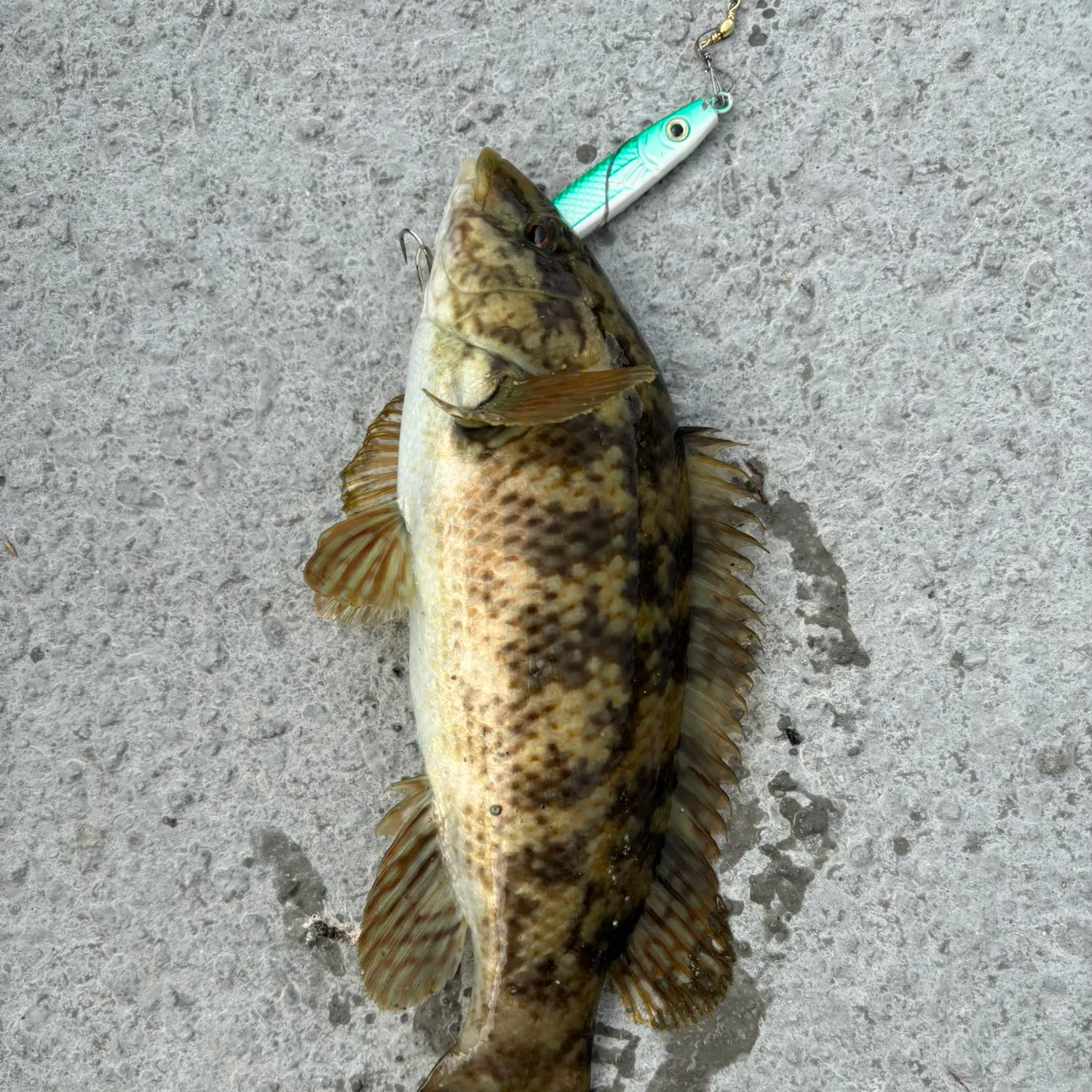 Ballan wrasse caught on Fishbrain