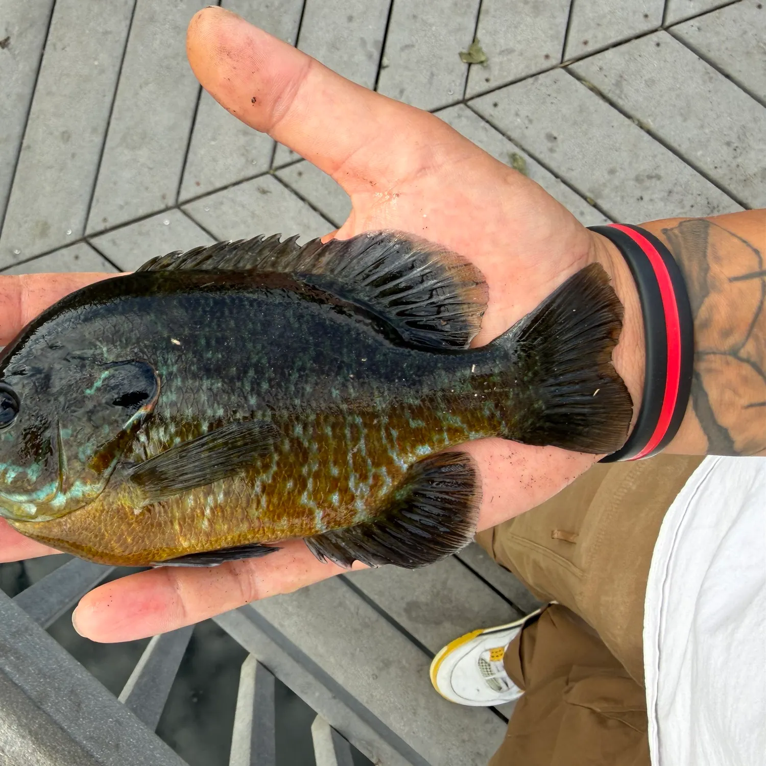 recently logged catches