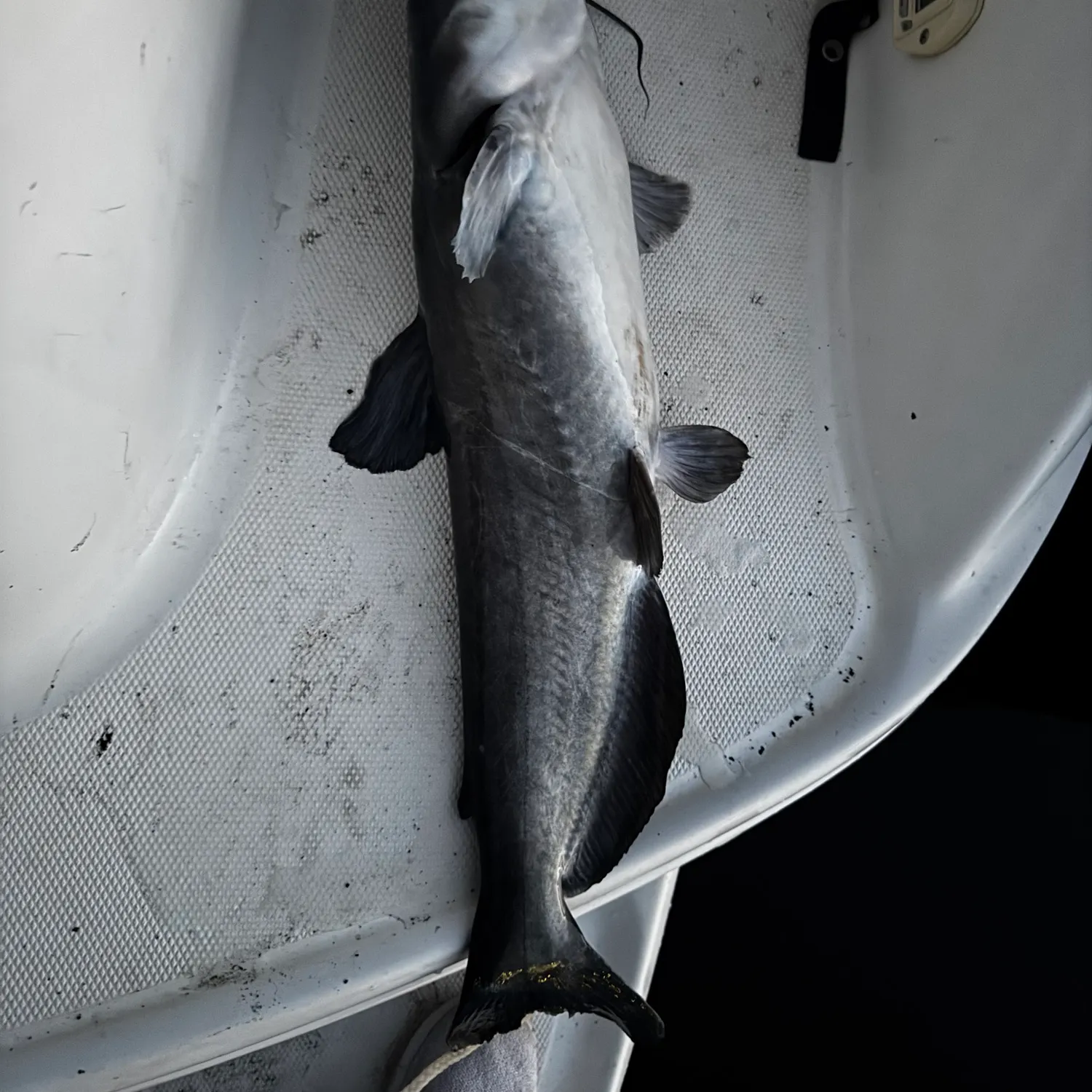 The most recent Blue catfish catches on Fishbrain
