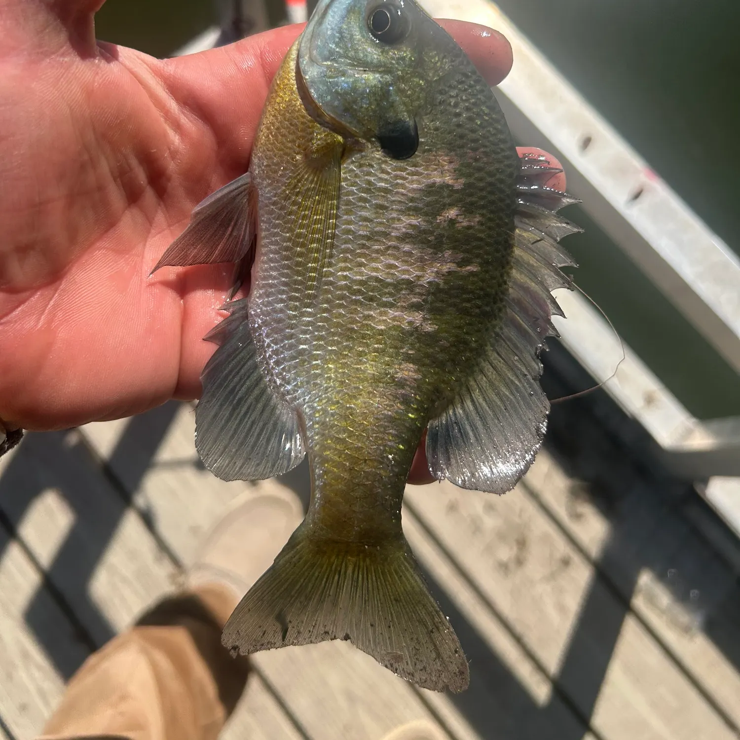 Bluegill caught on Fishbrain