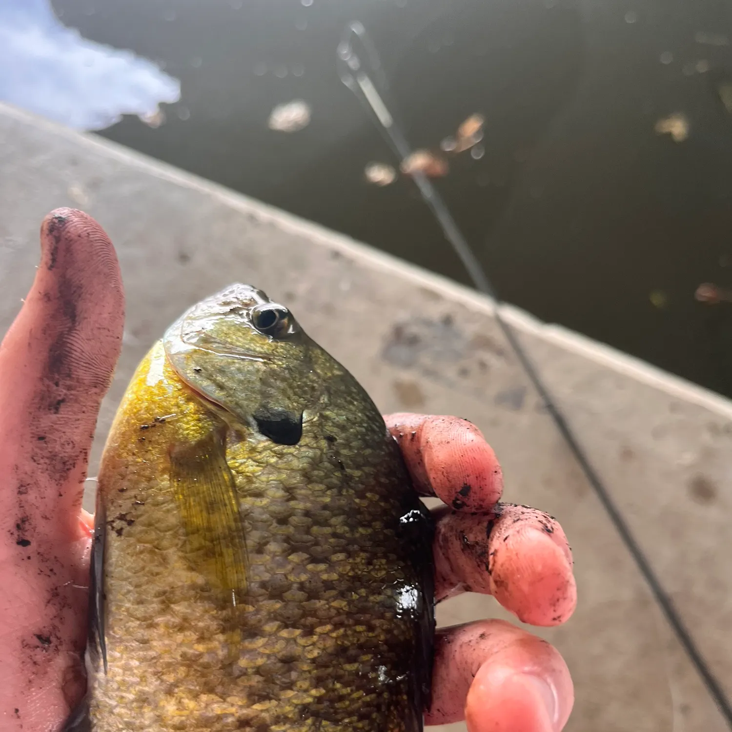 Fish caught on Fishbrain