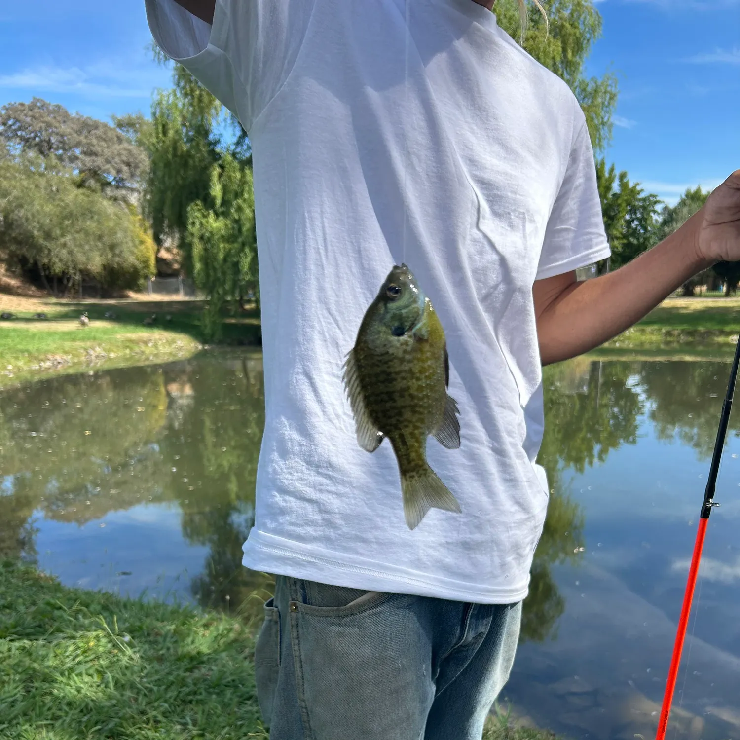 Bluegill caught on Fishbrain