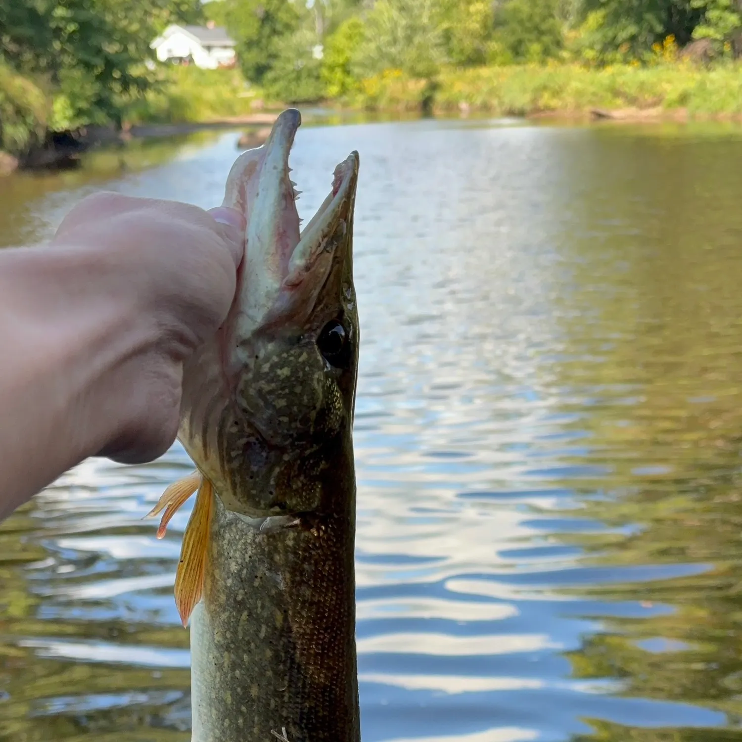 Northern pike caught on Fishbrain