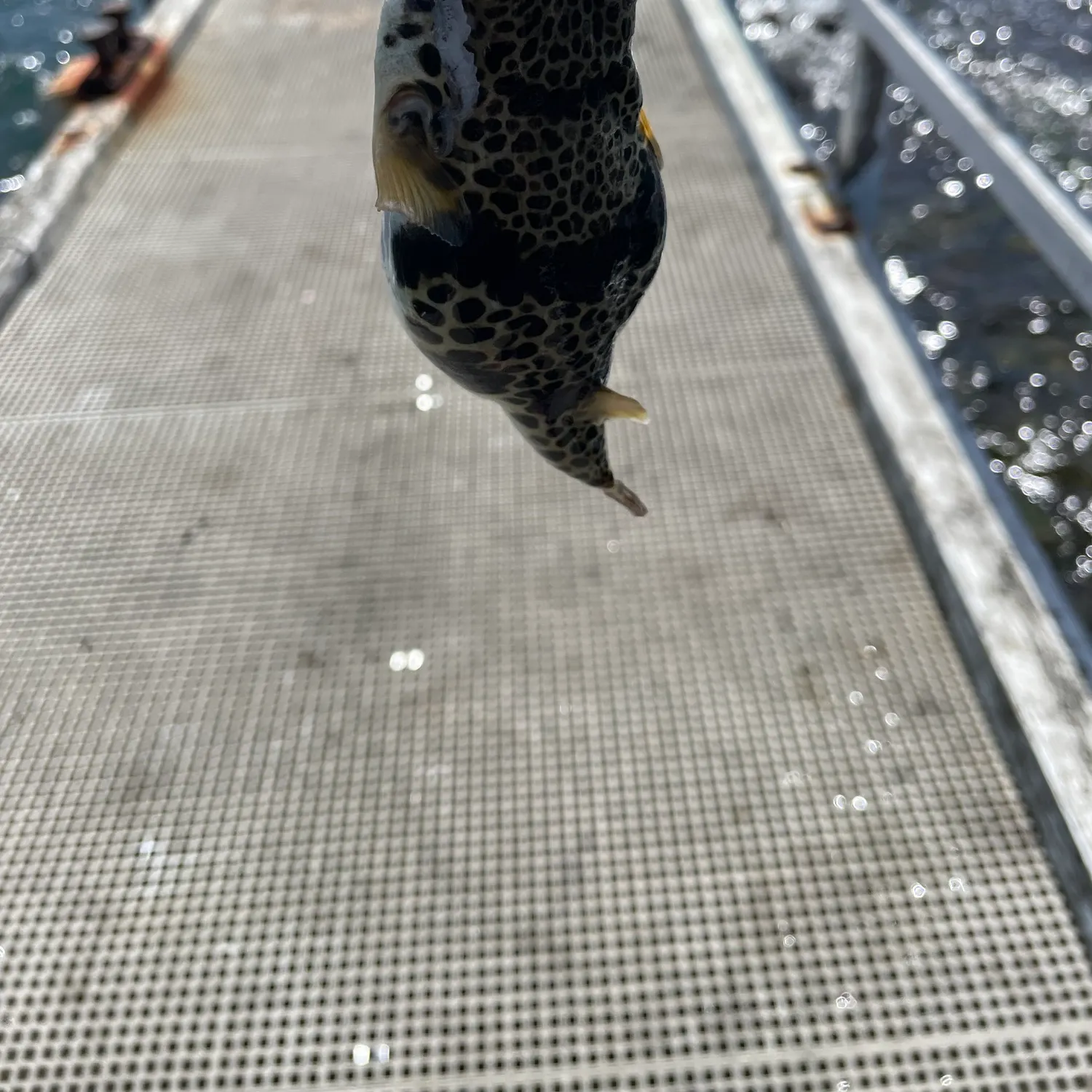 The most recent Smooth toadfish catches on Fishbrain