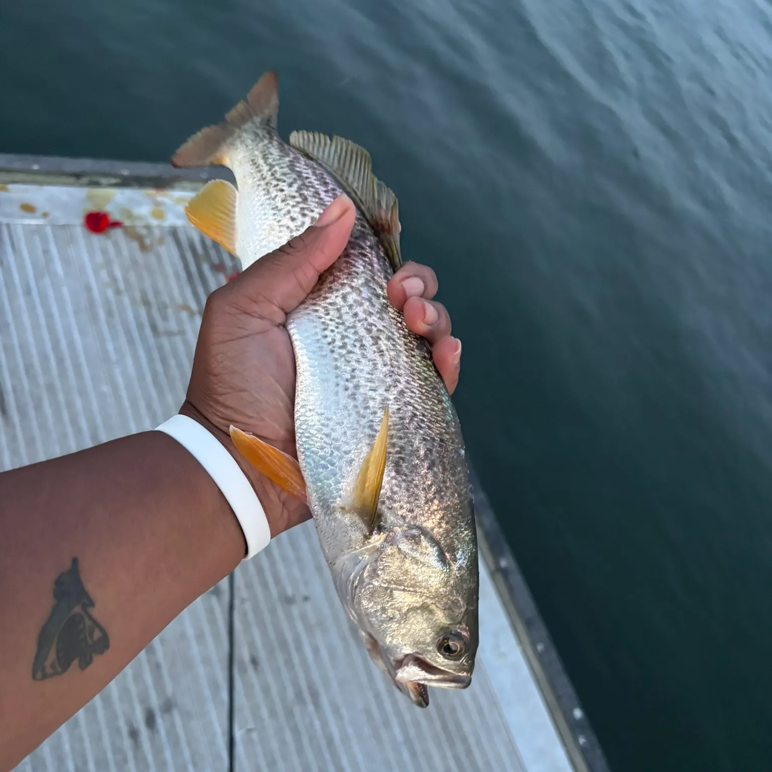 Gray weakfish caught on Fishbrain