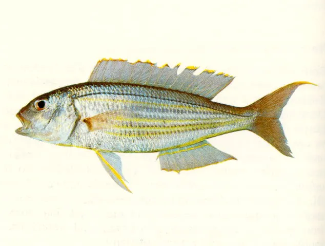 Fivelined threadfin bream
