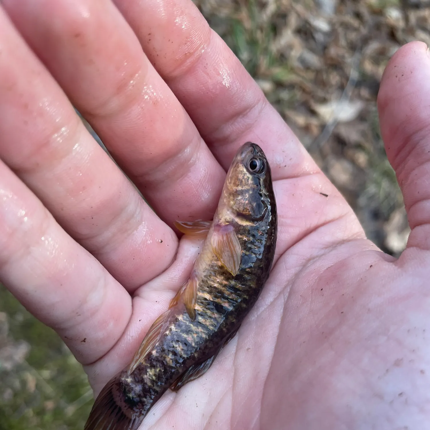 The most recent Eastern mudminnow catches on Fishbrain