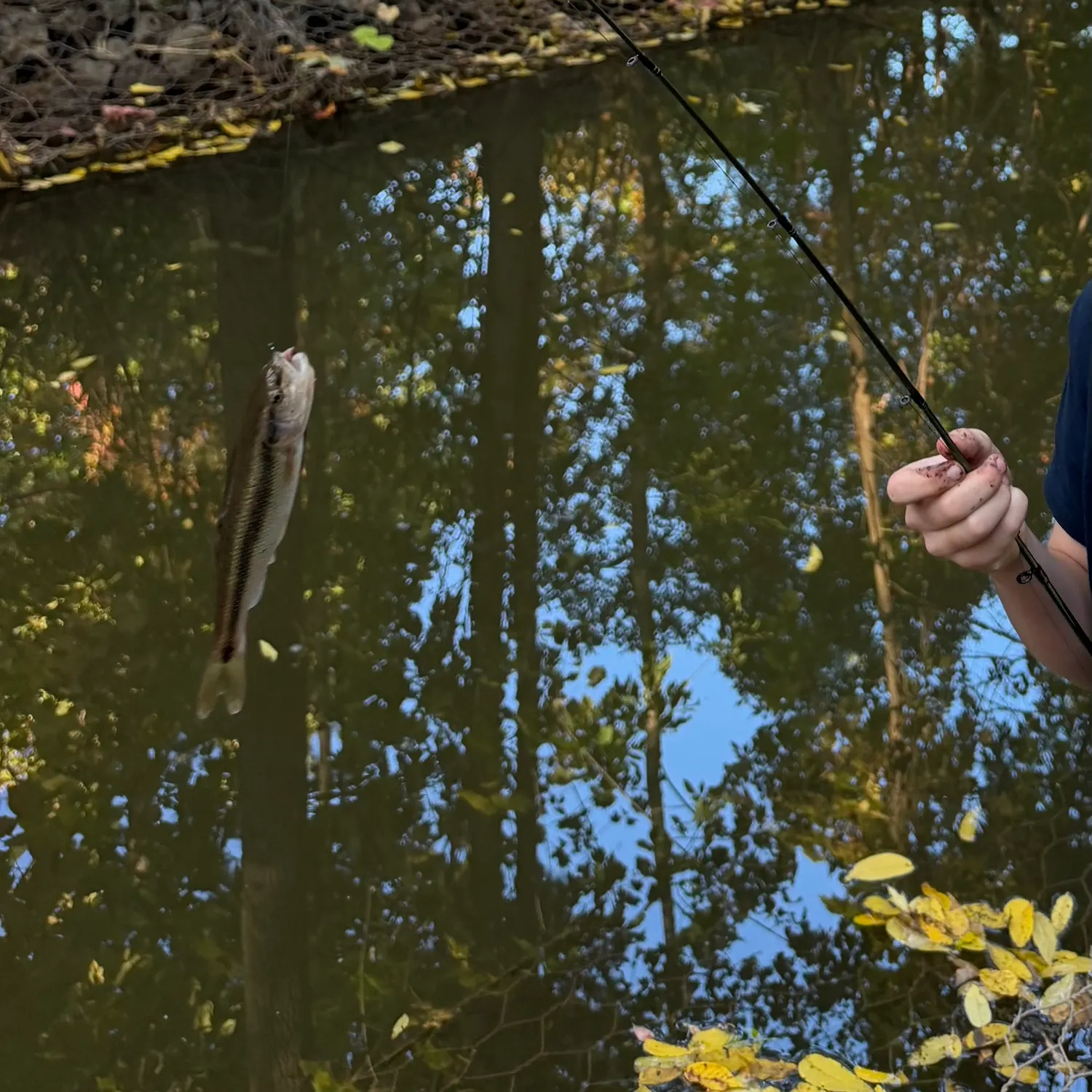 The most recent Eastern creek chubsucker catches on Fishbrain