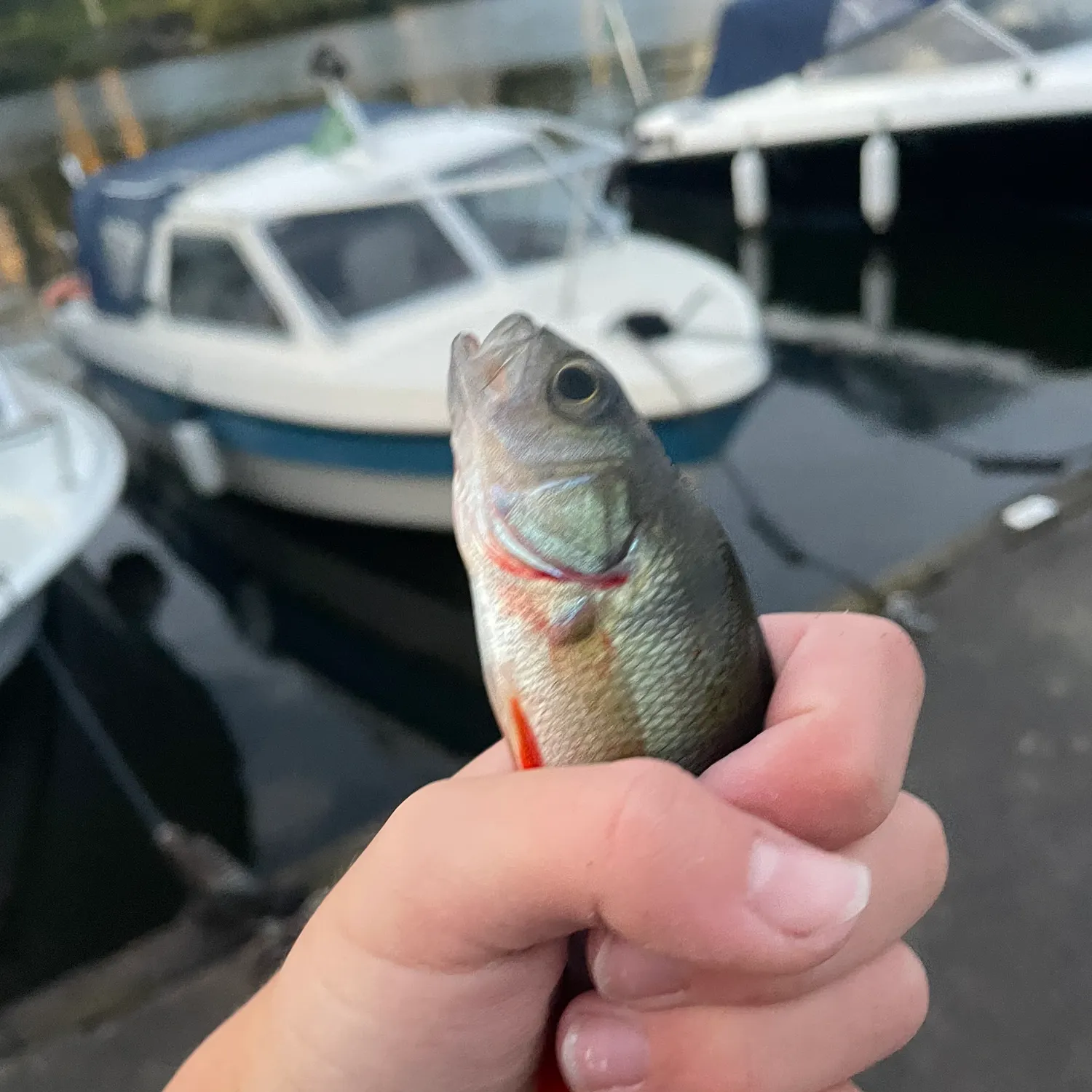 European perch caught on Fishbrain
