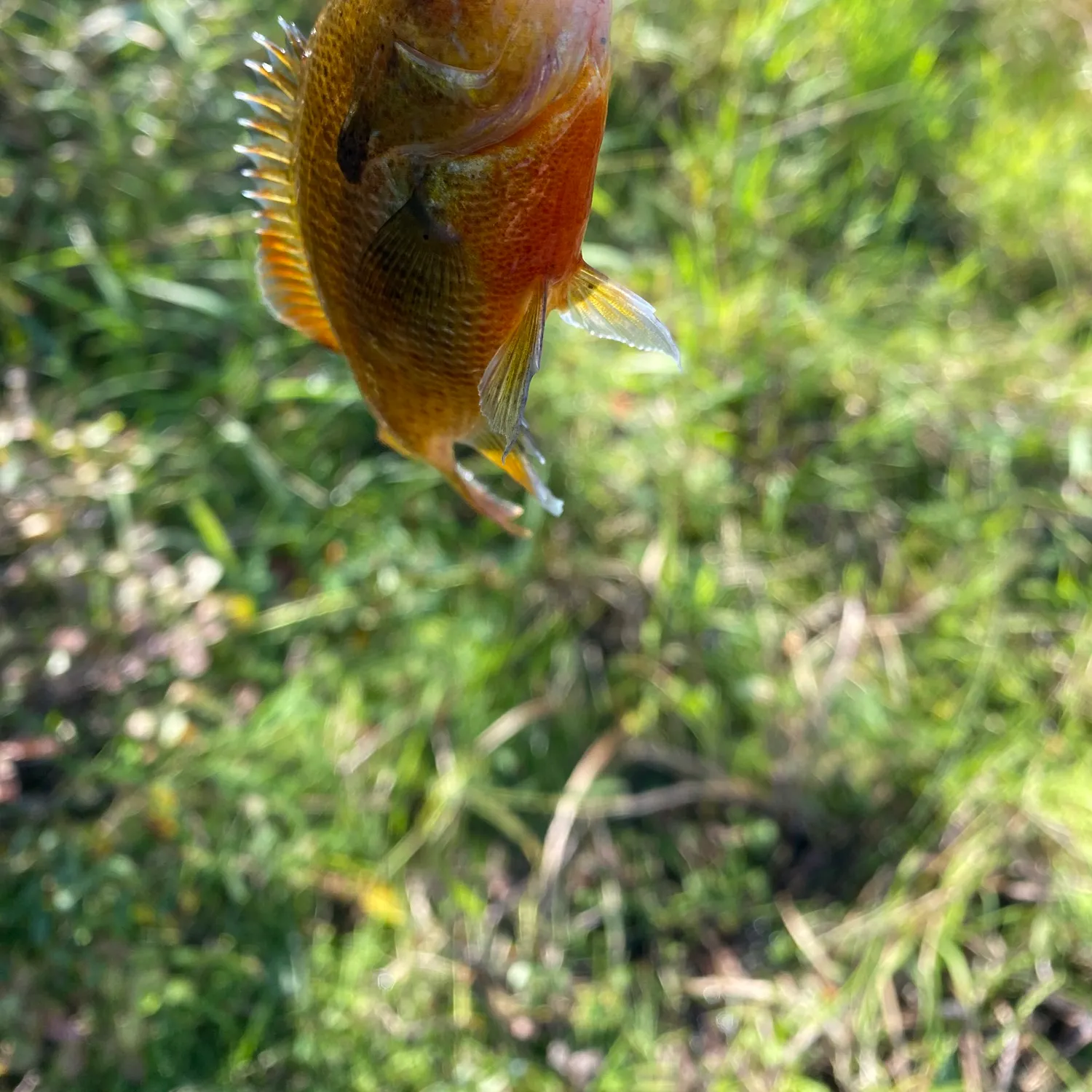 Redbreast sunfish caught on Fishbrain