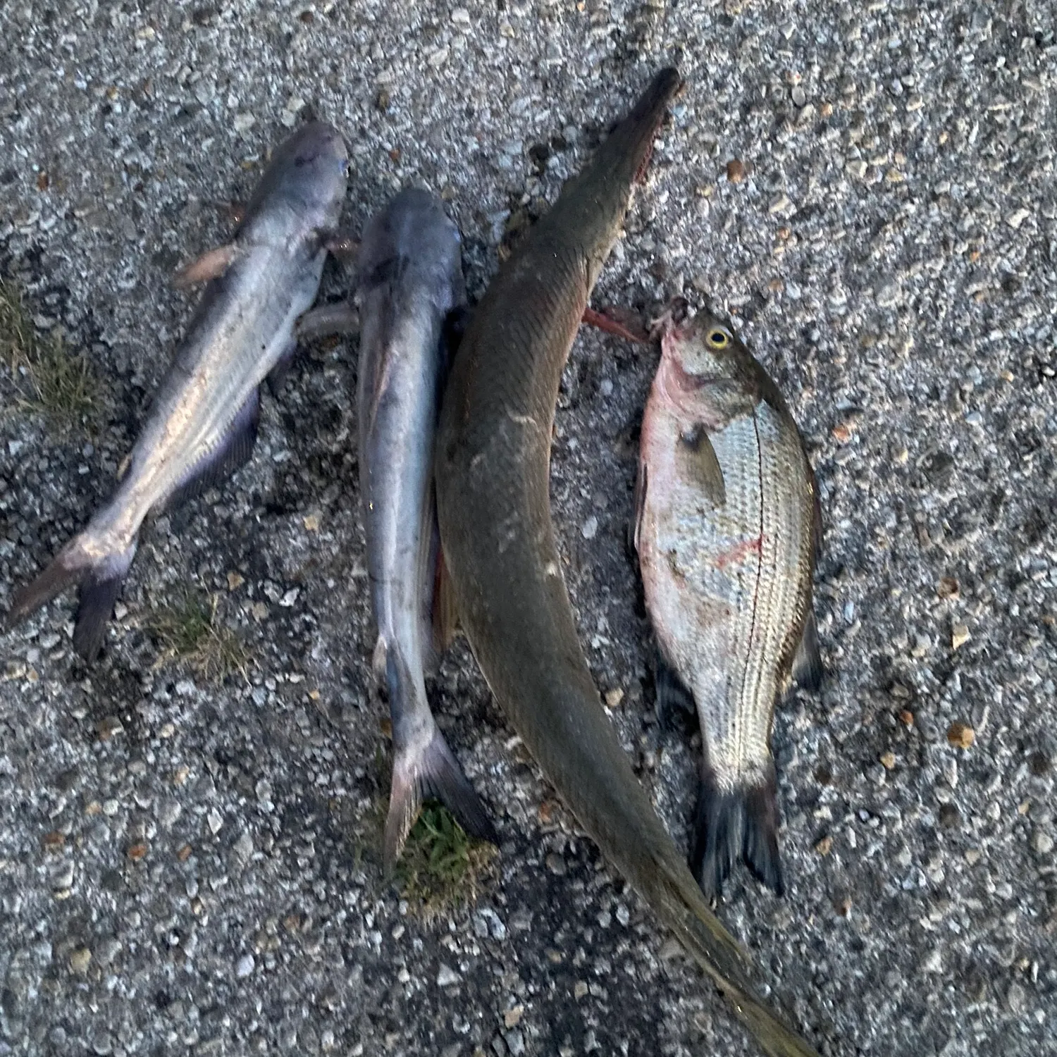 recently logged catches