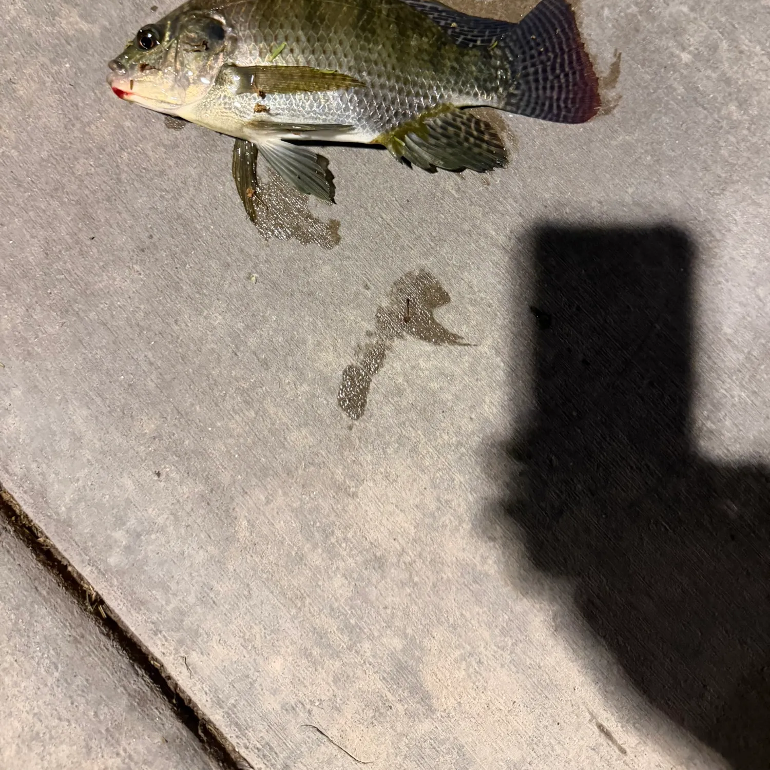 Blue tilapia caught on Fishbrain